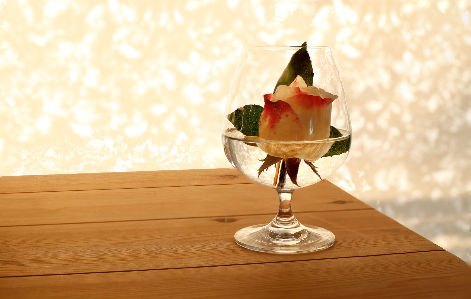 Canon EOS 5D Mark II sample photo. Rose, backlighting, blossom photography