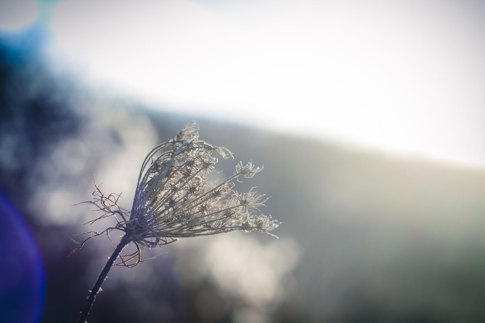 Canon EOS 7D sample photo. Plant, dry, edge of photography