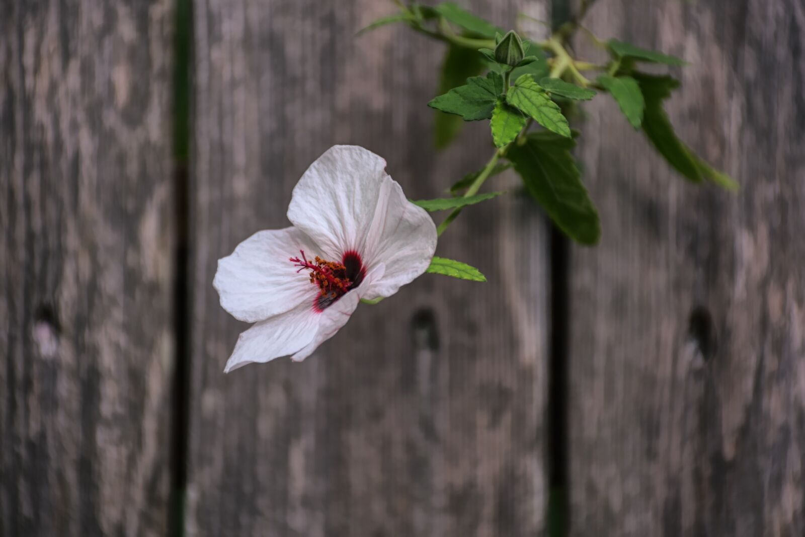 Nikon D7200 sample photo. Flower, petals, hibiscus photography