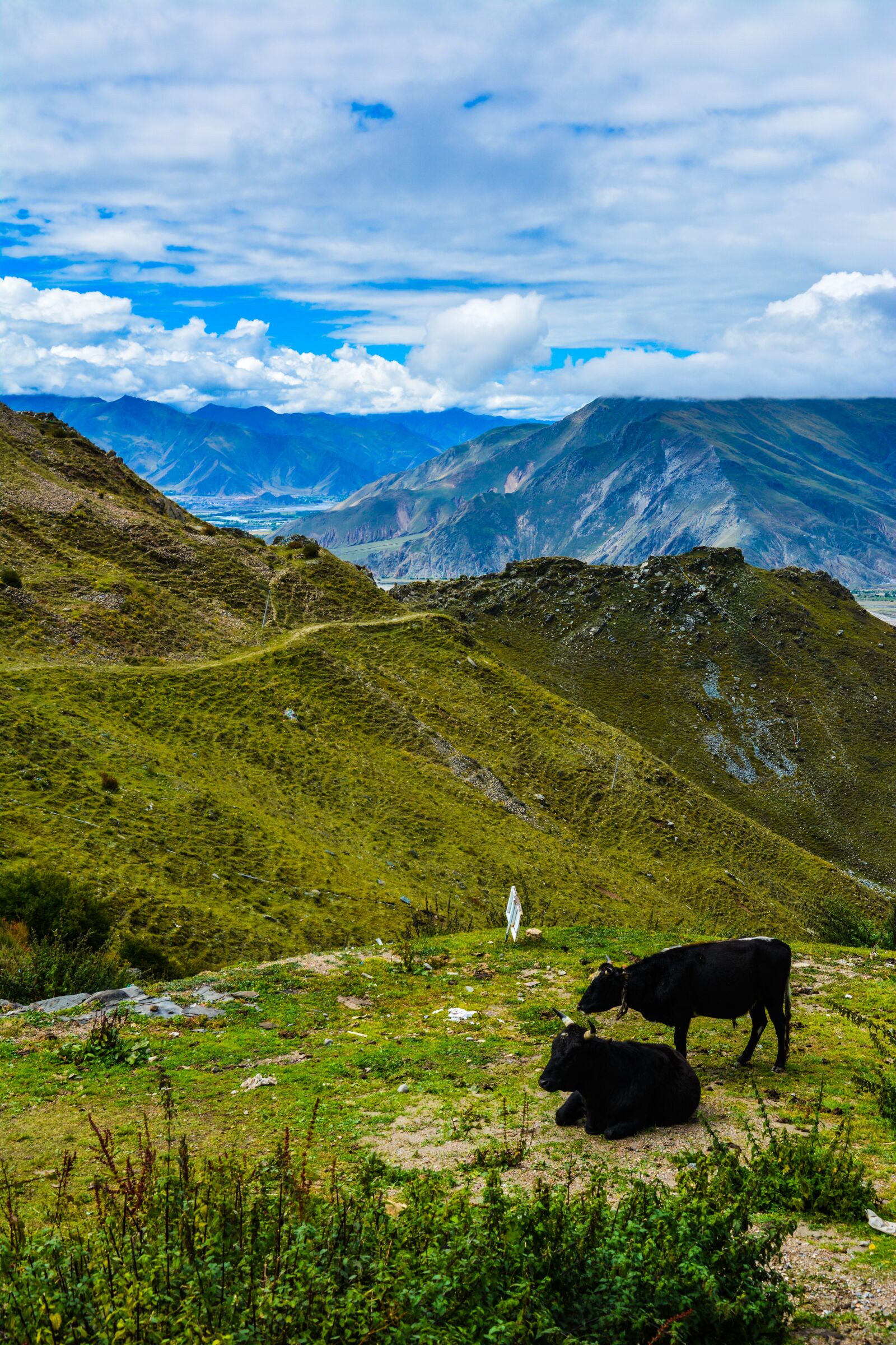 Nikon D5200 sample photo. Cows, landscape, mountains photography