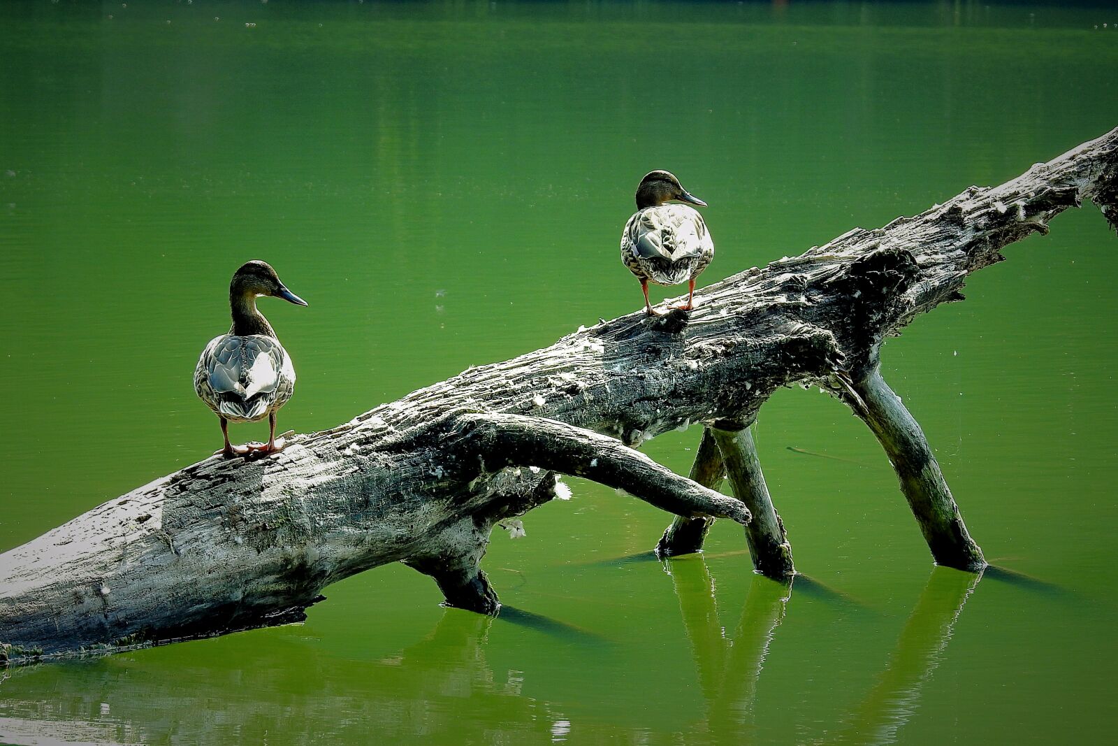 Nikon Coolpix P900 sample photo. Ducks, lake, przewalone tree photography