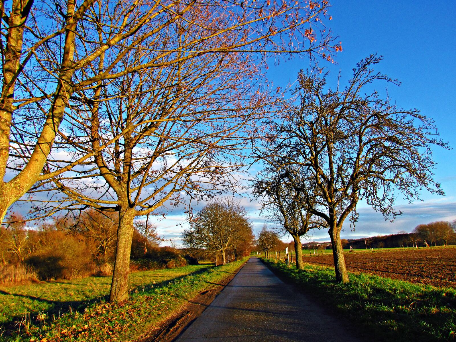 Canon PowerShot SX30 IS sample photo. Meadow, field, alley photography