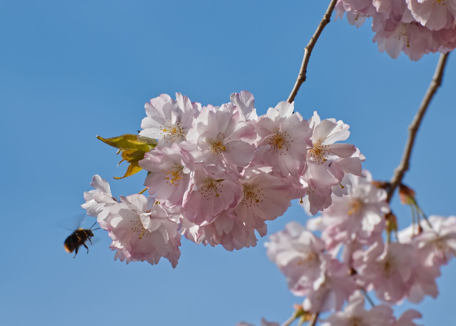 Canon EOS 800D (EOS Rebel T7i / EOS Kiss X9i) sample photo. Cherry blossom, blossom, bloom photography