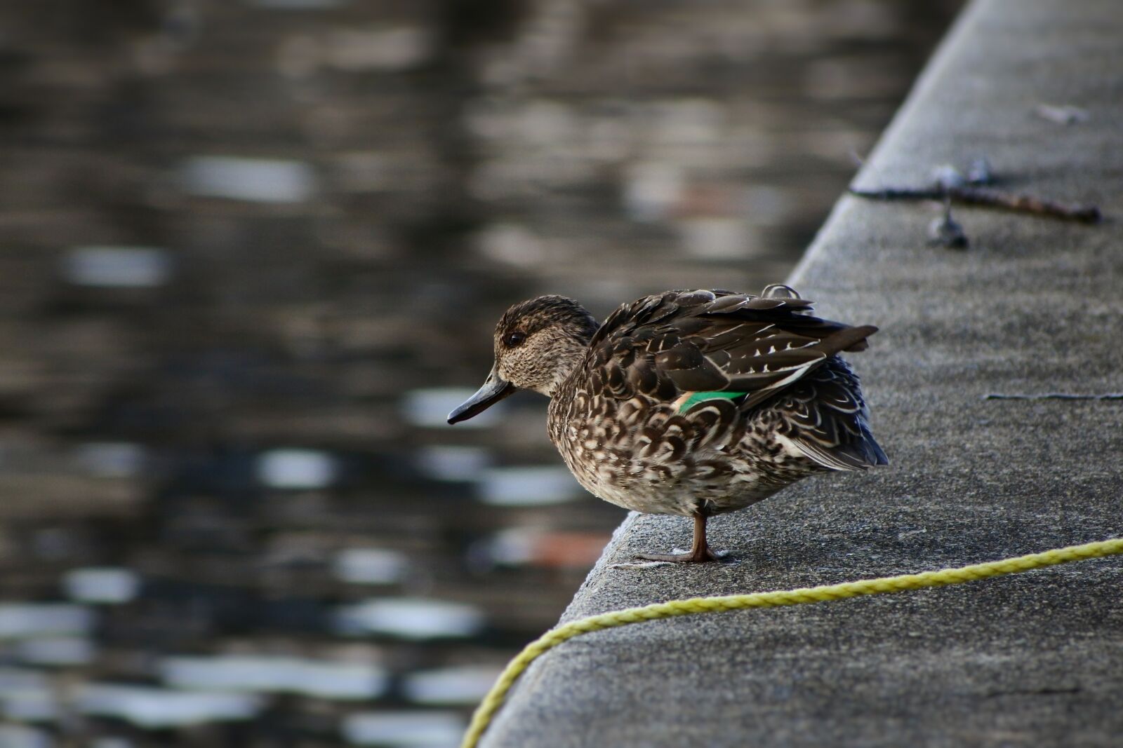 VR 70-300mm f/4.5-6.3G sample photo. Animal, lake, waterside photography