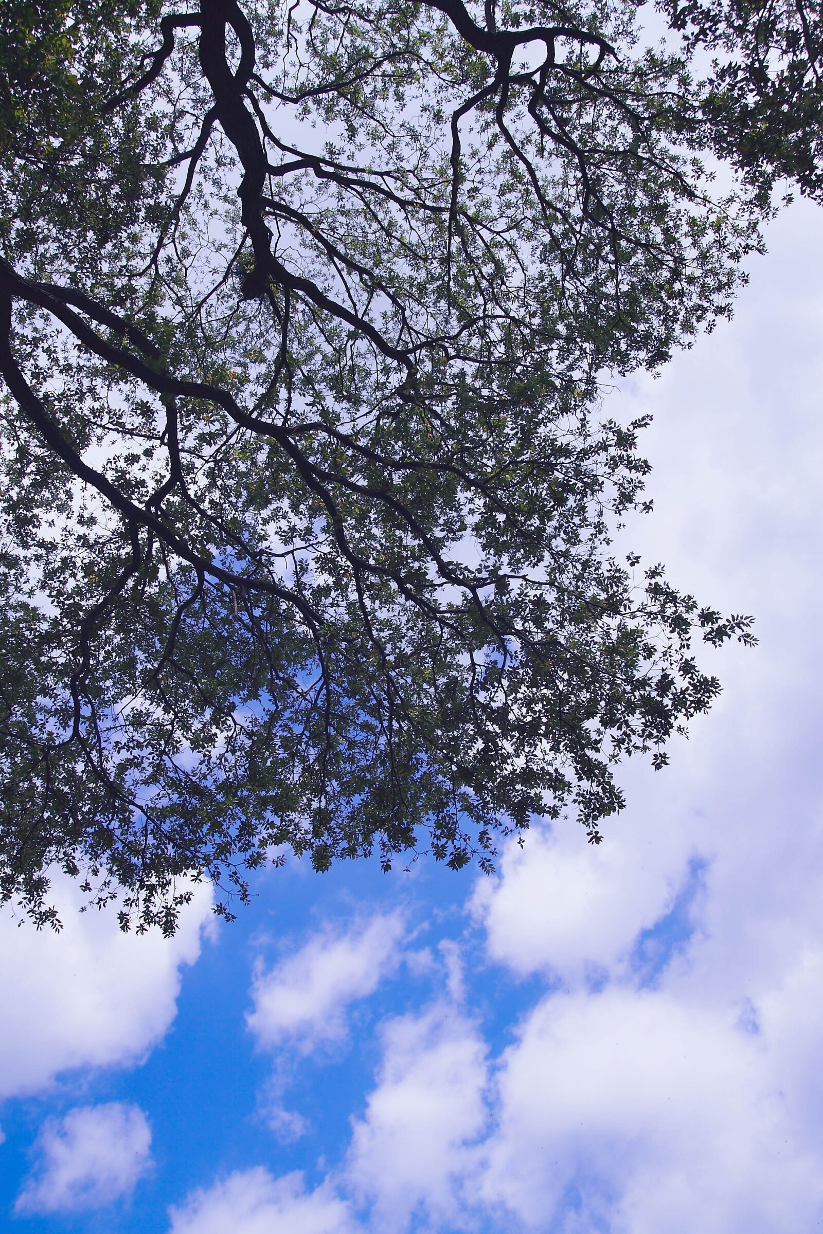 Tamron SP AF 17-50mm F2.8 XR Di II LD Aspherical (IF) sample photo. Wood, cloud, sky photography
