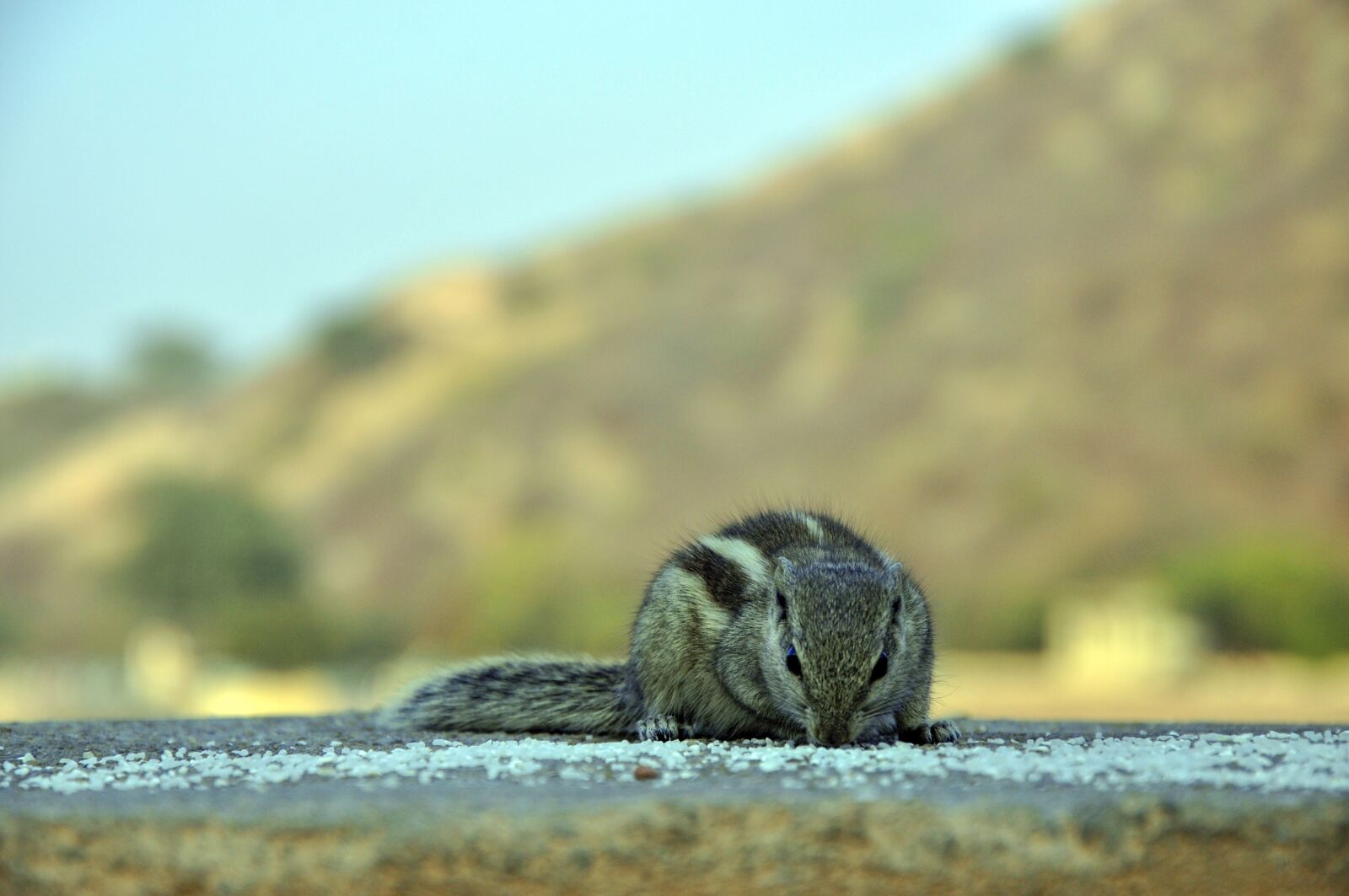 Nikon D90 sample photo. Squirrel, cute squirrel, animal photography