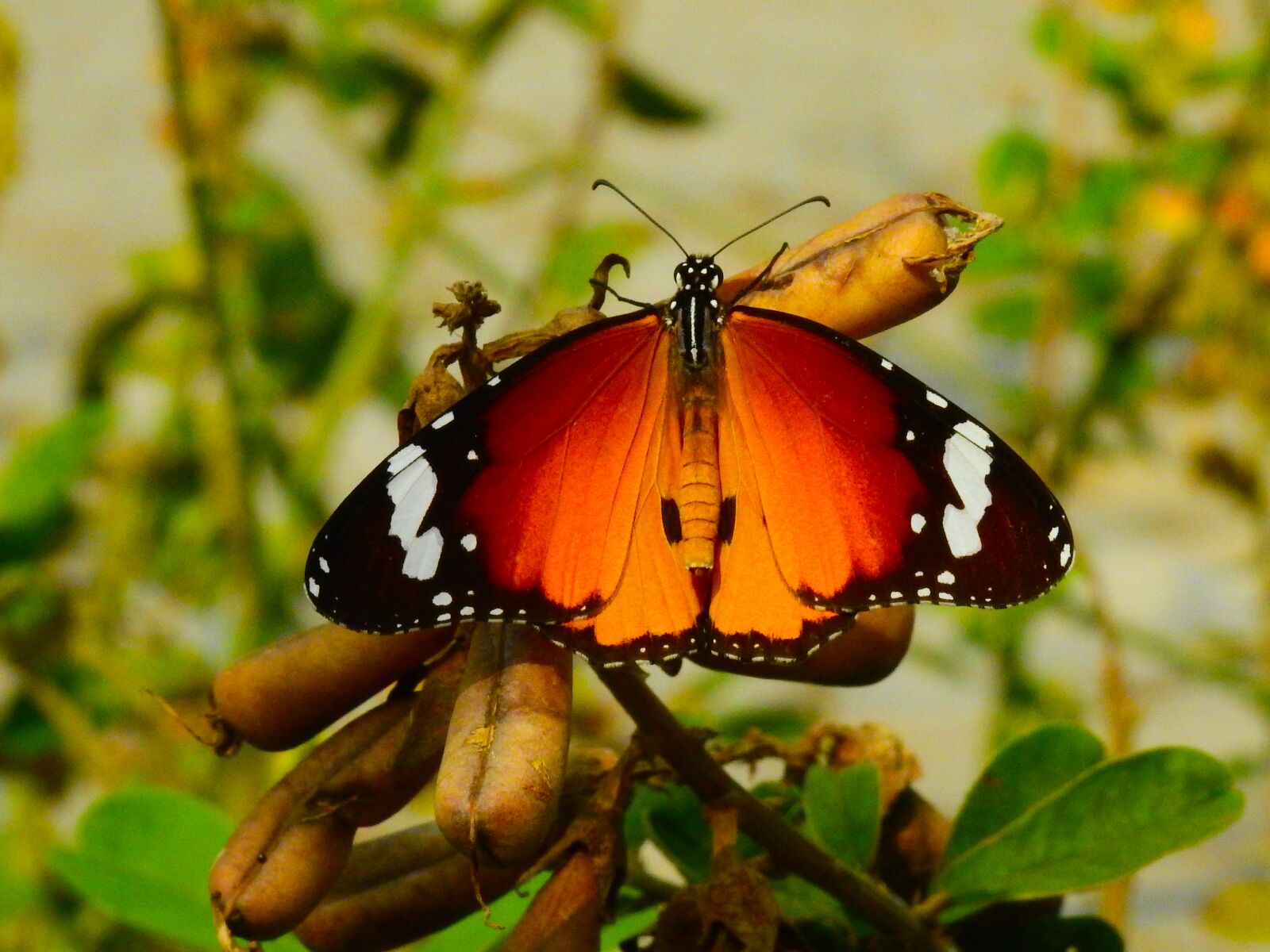 Nikon Coolpix P900 sample photo. Butterfly, nature, butterflies photography
