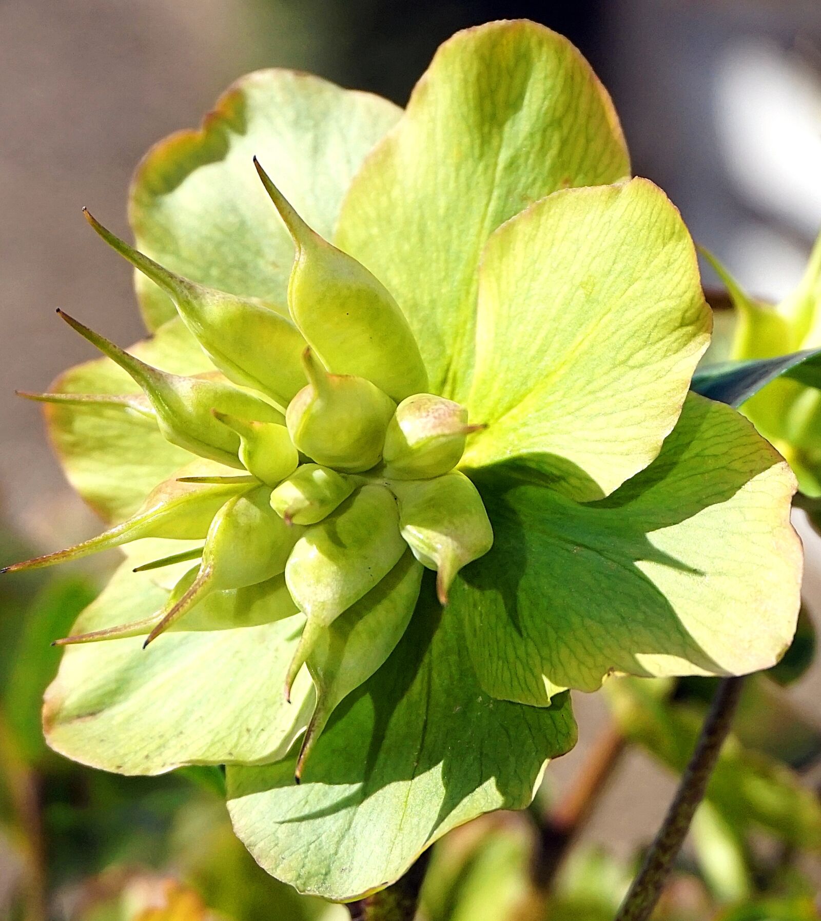 Sony E 16-50mm F3.5-5.6 PZ OSS sample photo. Christmas rose, faded, flower photography