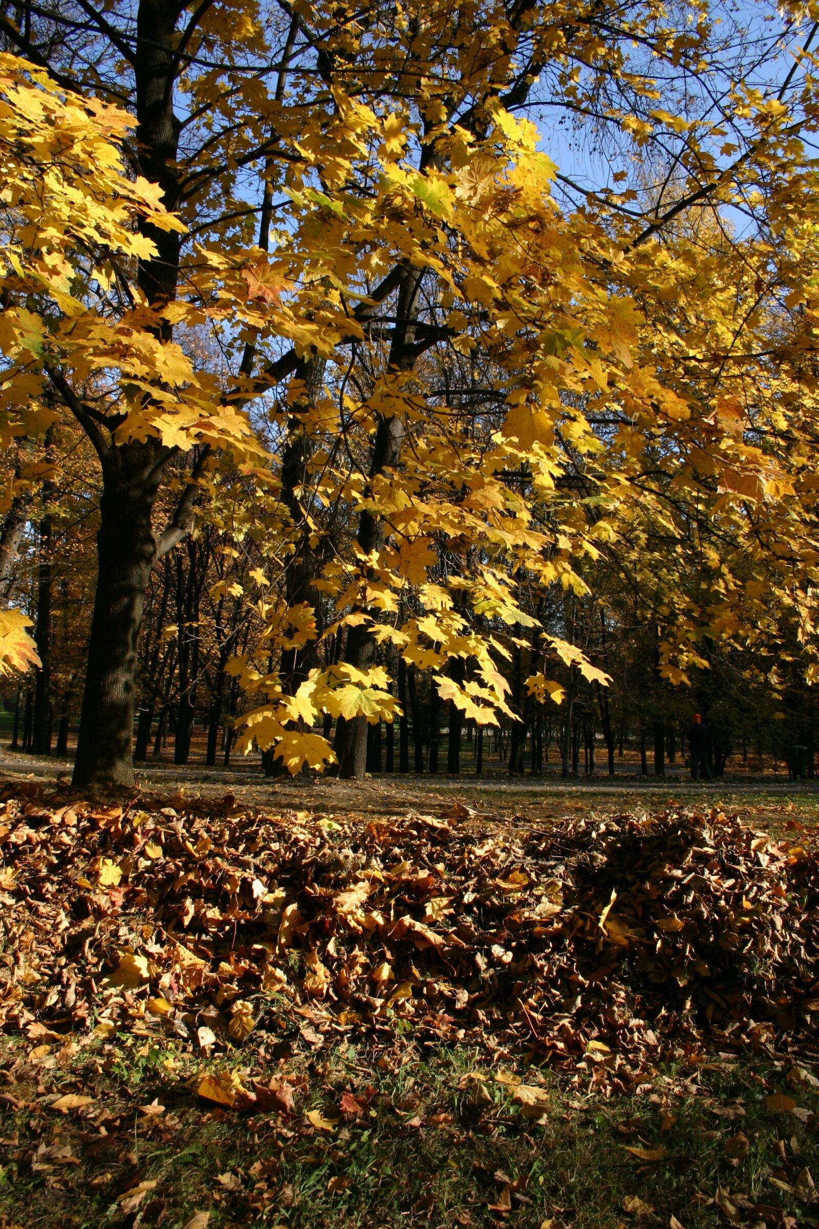 Canon EOS 300D (EOS Digital Rebel / EOS Kiss Digital) sample photo. Park, forest, autumn photography