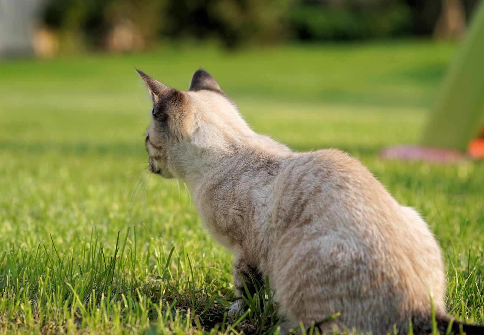 Sony a6000 + E 60mm F2.8 sample photo. Cat, garden, pet photography