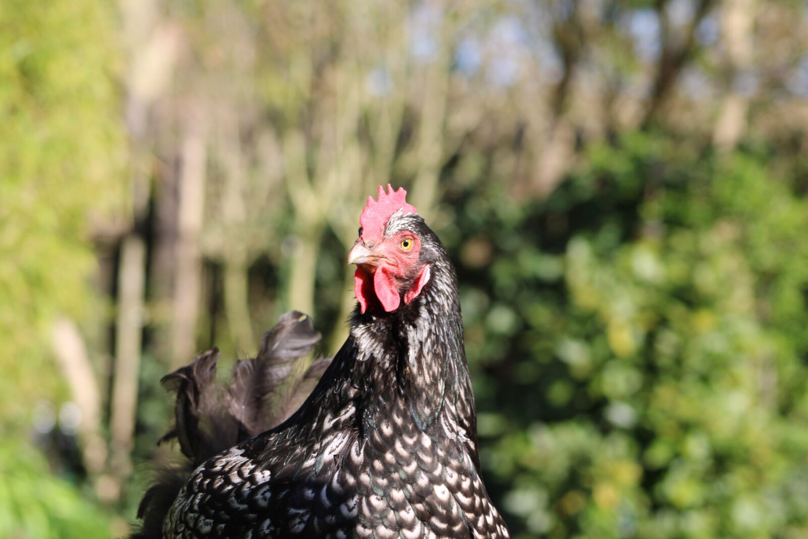 Canon EOS 2000D (EOS Rebel T7 / EOS Kiss X90 / EOS 1500D) sample photo. Chicken, hen, poultry photography