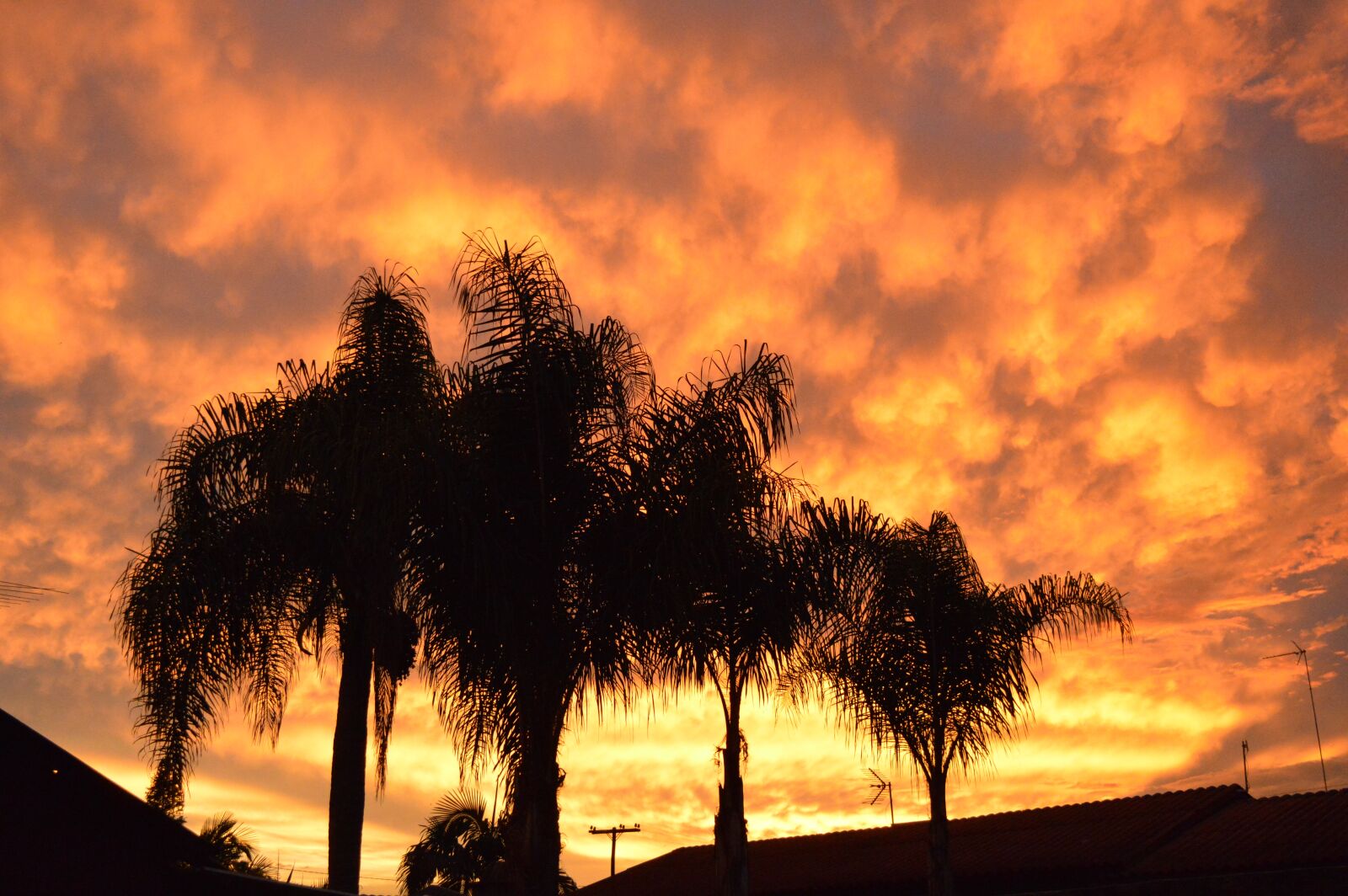 Nikon D3200 sample photo. Sky, orange, trees photography