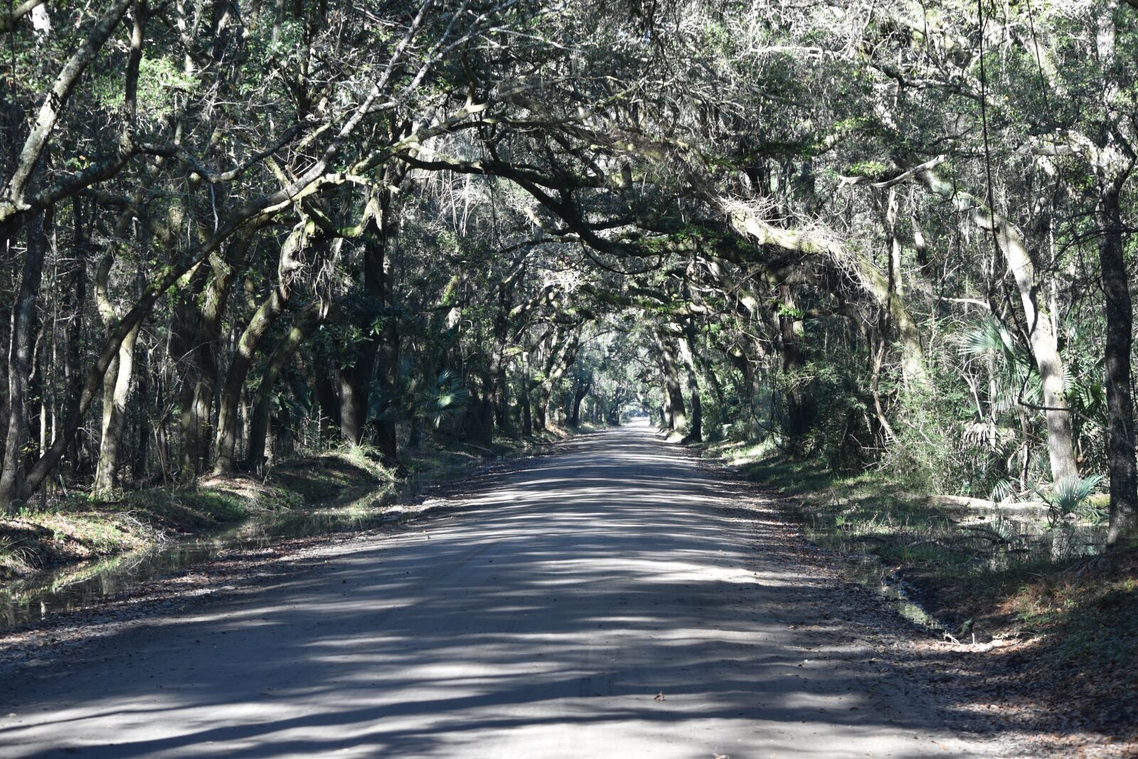 Nikon D5500 sample photo. Dirt road, forest, south photography