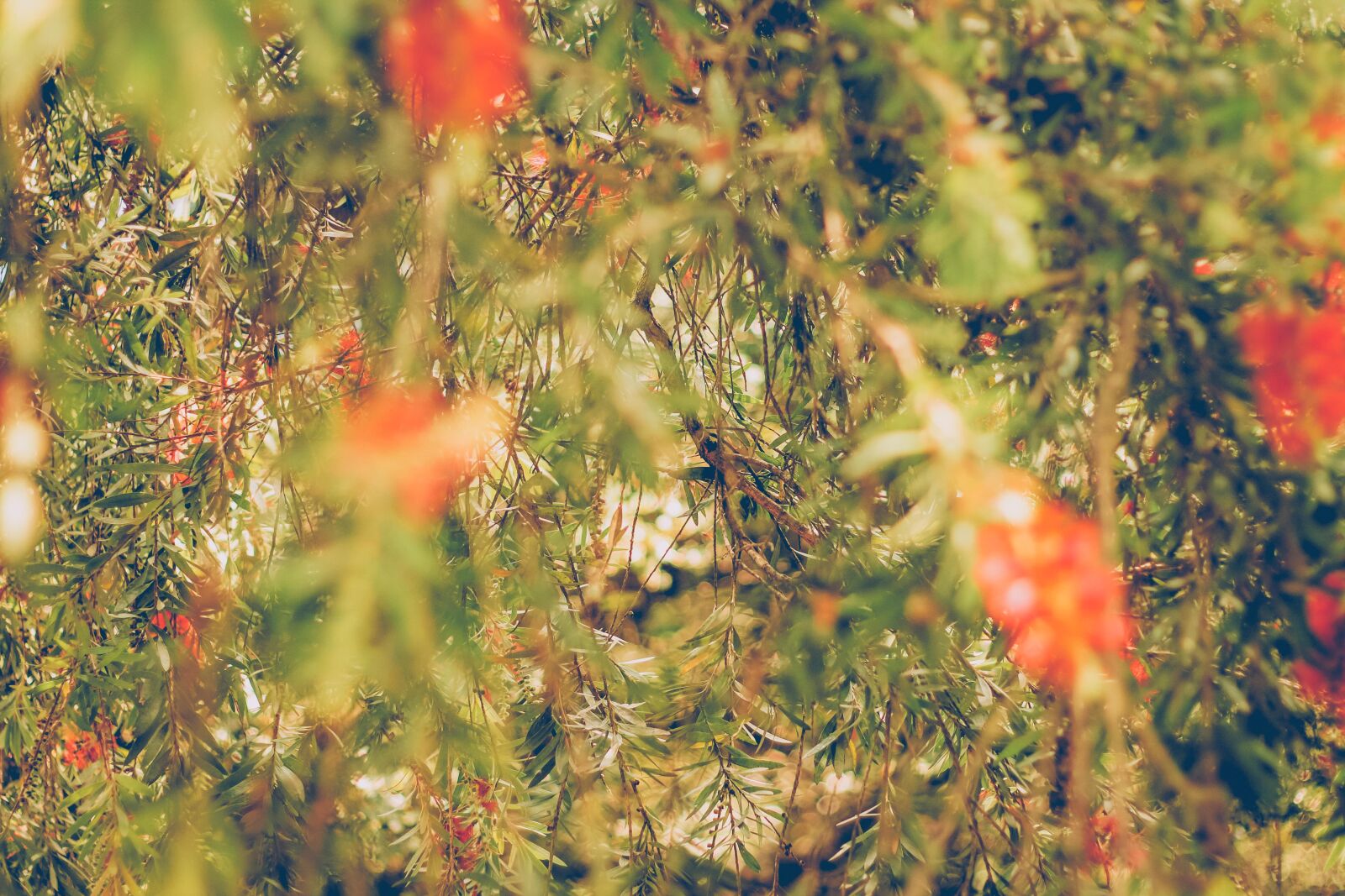 Canon EOS 60D + Canon EF 50mm F1.8 II sample photo. Colores, green, greenery, hojas photography