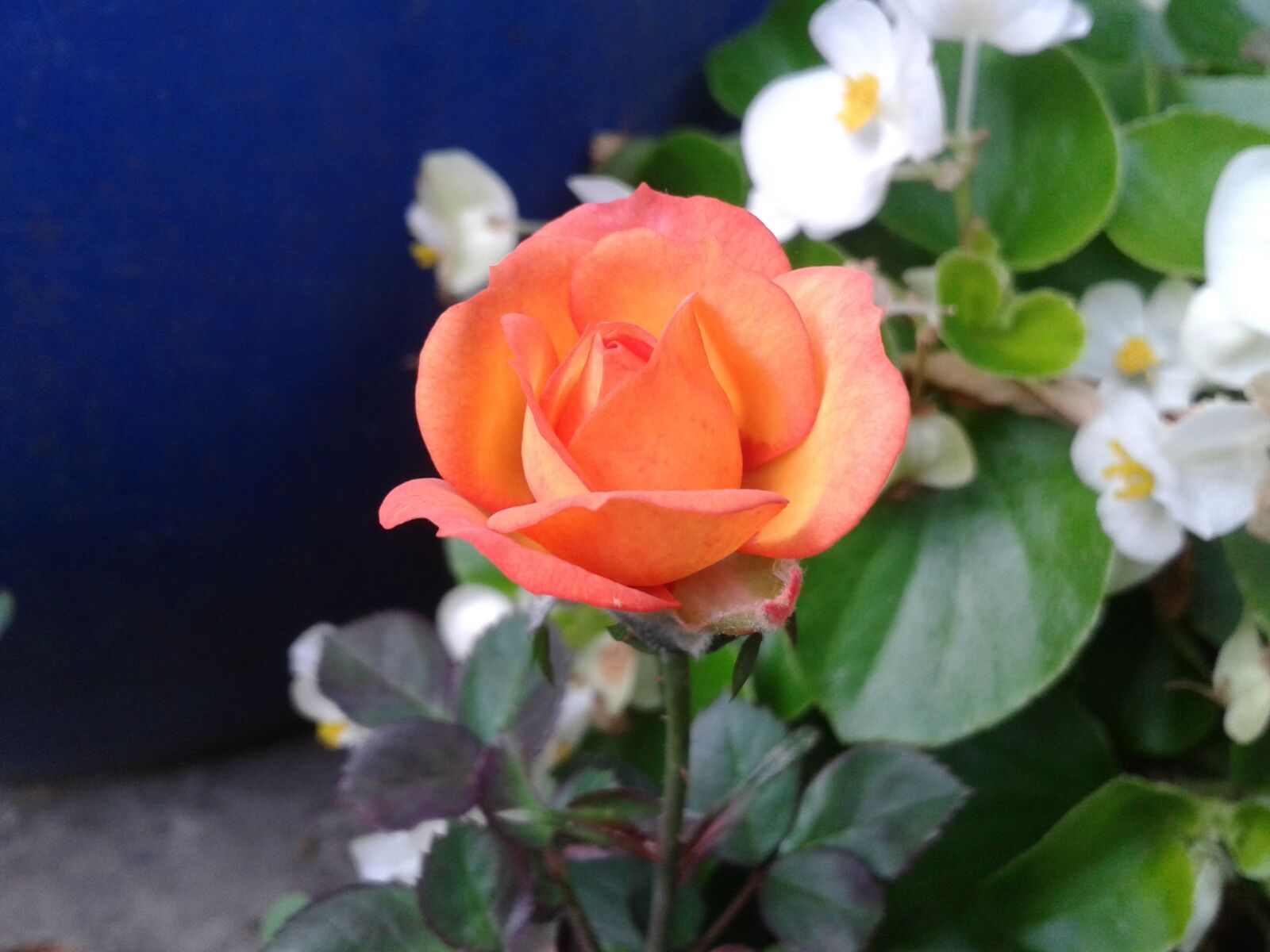 Samsung Galaxy S3 Mini sample photo. Orange, rose, flower photography