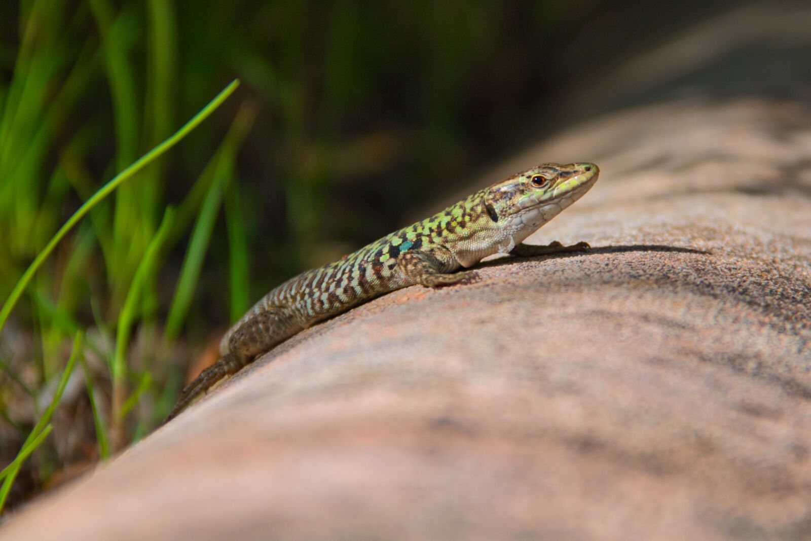 Canon EOS 70D + Canon EF-S 18-135mm F3.5-5.6 IS sample photo. Lizard, animal, reptile photography