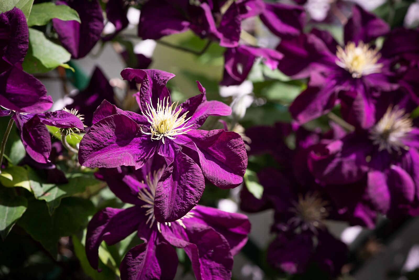 Nikon D750 sample photo. Clematis, violet, garden photography