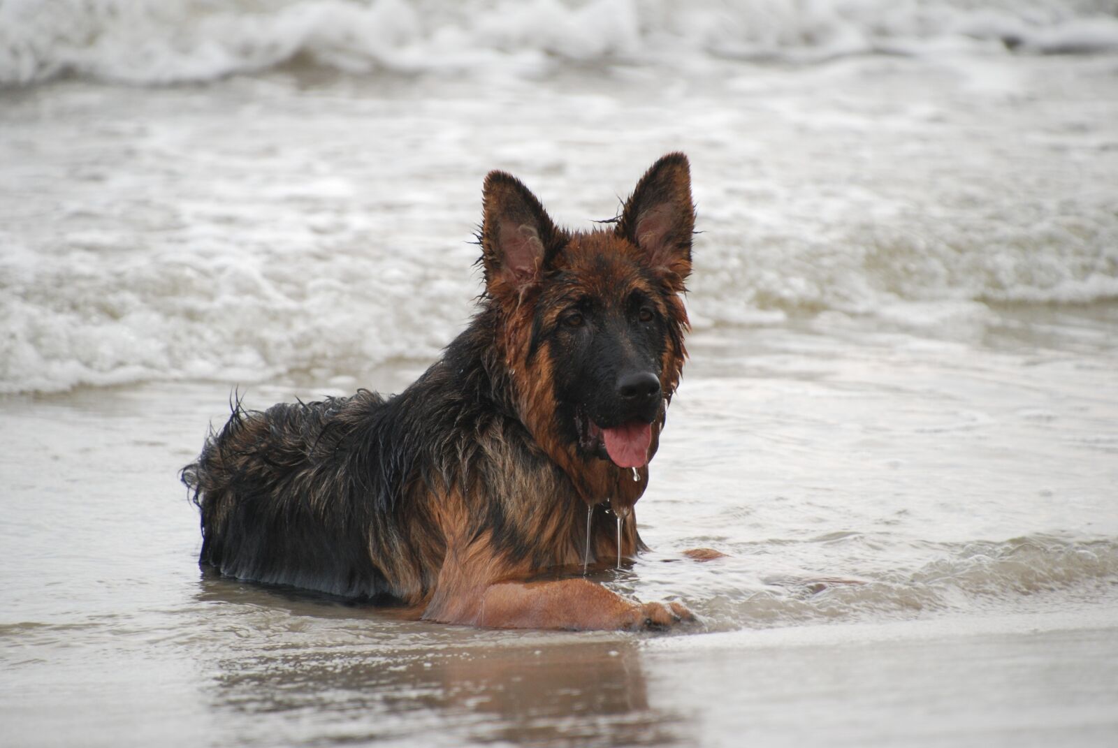 Nikon D80 sample photo. Dog, german shepherd, old photography