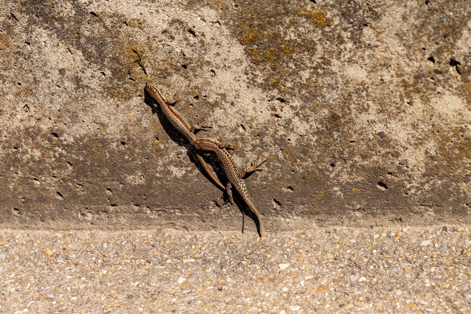 Canon EOS 6D Mark II sample photo. Lizards, advertising, balz photography