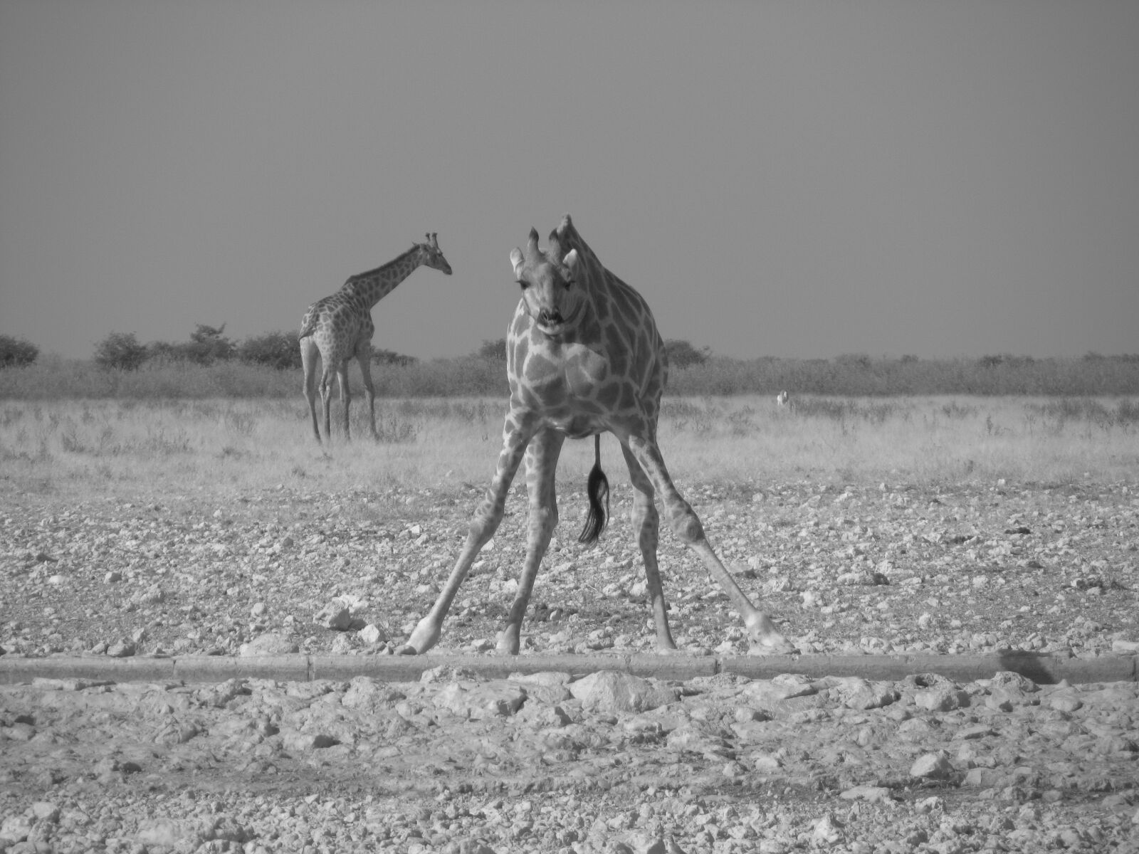 Canon PowerShot SX210 IS sample photo. Giraffe photography