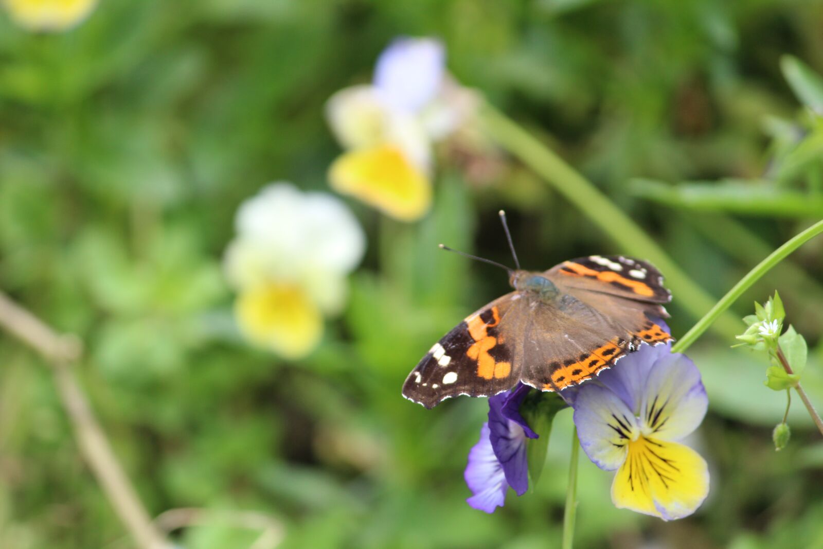 Canon EOS 1200D (EOS Rebel T5 / EOS Kiss X70 / EOS Hi) sample photo. Butterfly, nature, wings photography