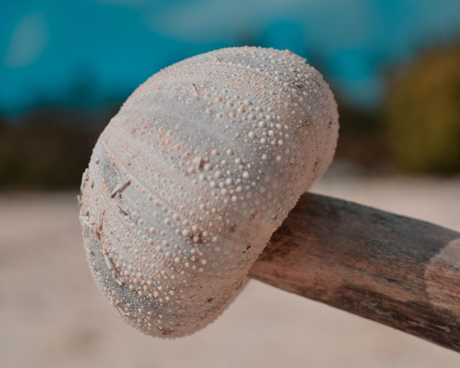 Nikon D3200 sample photo. Beach, zoom, photo photography