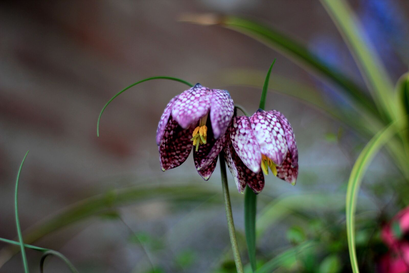 Canon EOS 600D (Rebel EOS T3i / EOS Kiss X5) + Canon EF 50mm F1.8 STM sample photo. Kievitsbloem, fritillaria meleagris, checkered photography