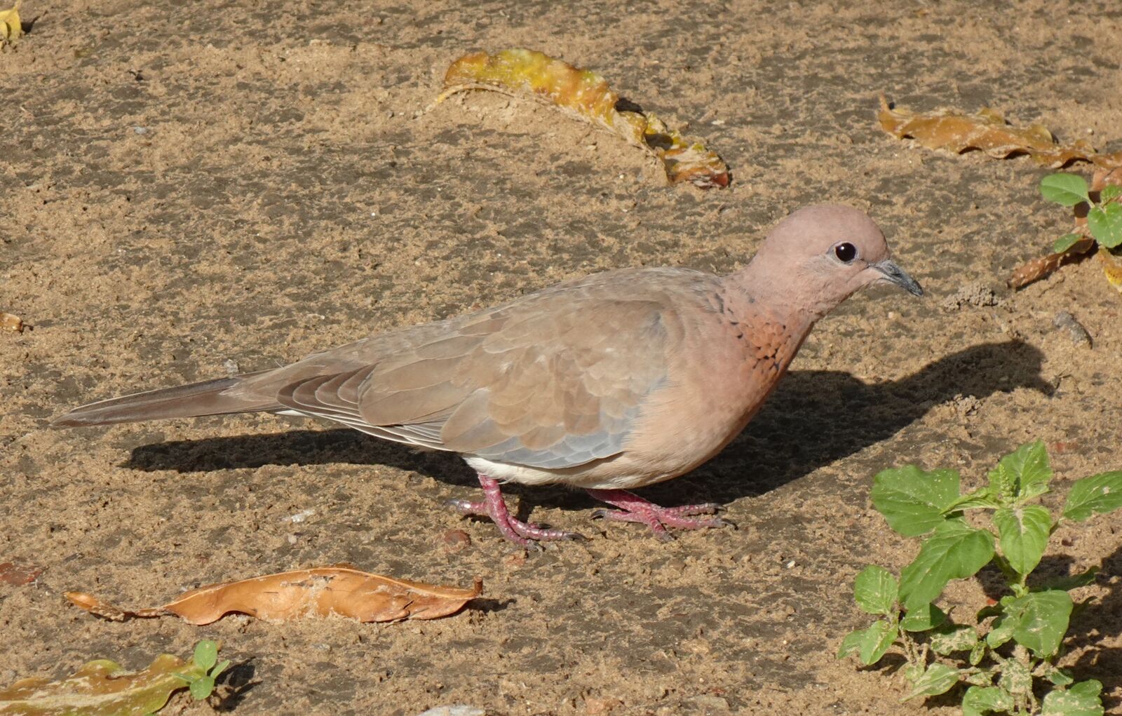 Sony DSC-WX800 sample photo. Dove, bird, laughing dove photography