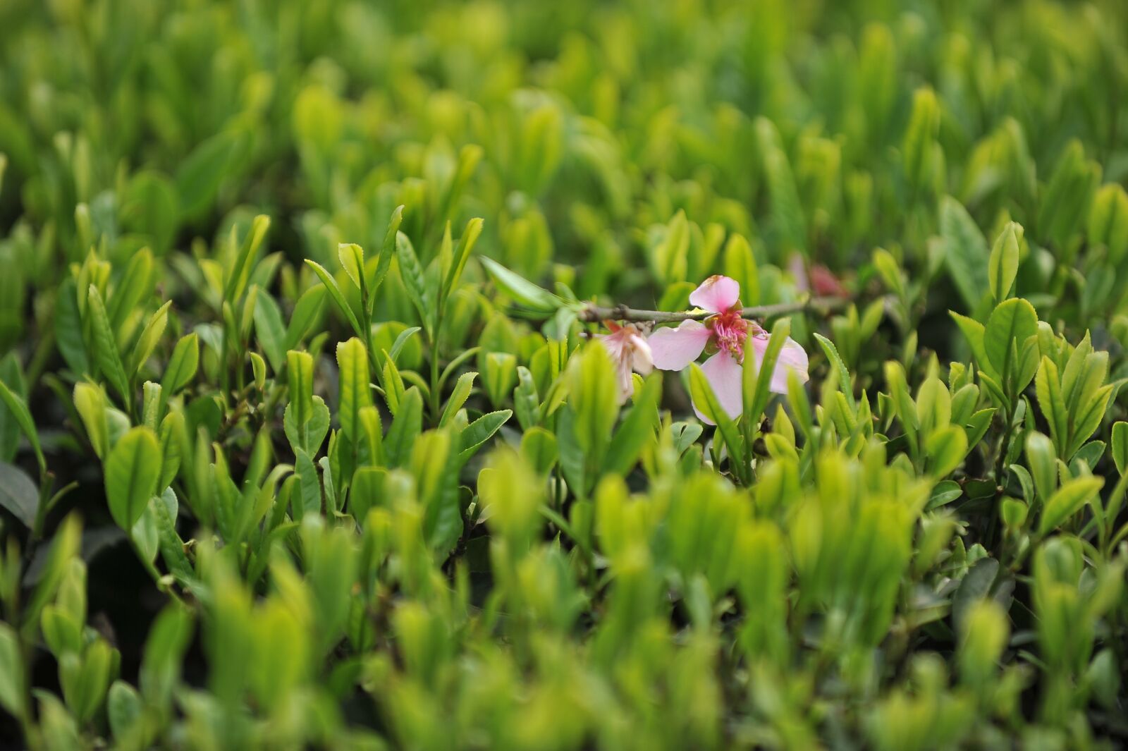 Nikon D700 sample photo. Tea garden, tea, green photography