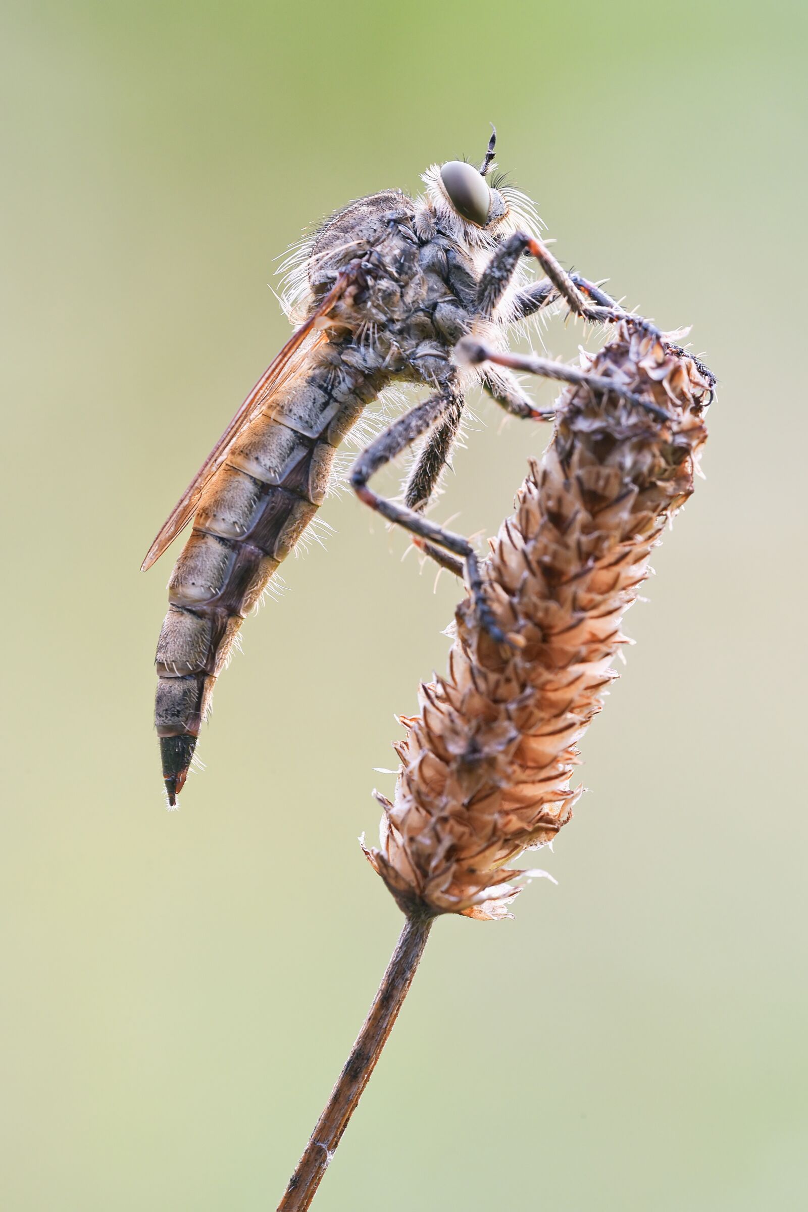 Nikon D750 sample photo. Simple predator fly, predator photography