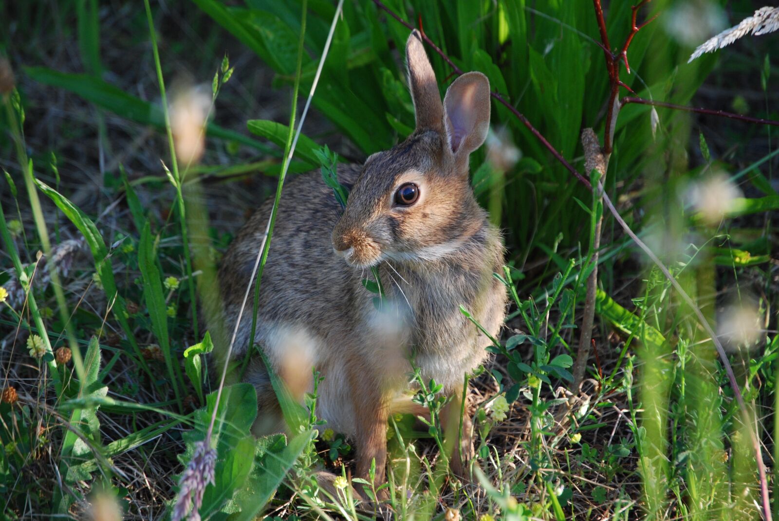 Nikon D40X sample photo. Rabbit, hare, bunny photography