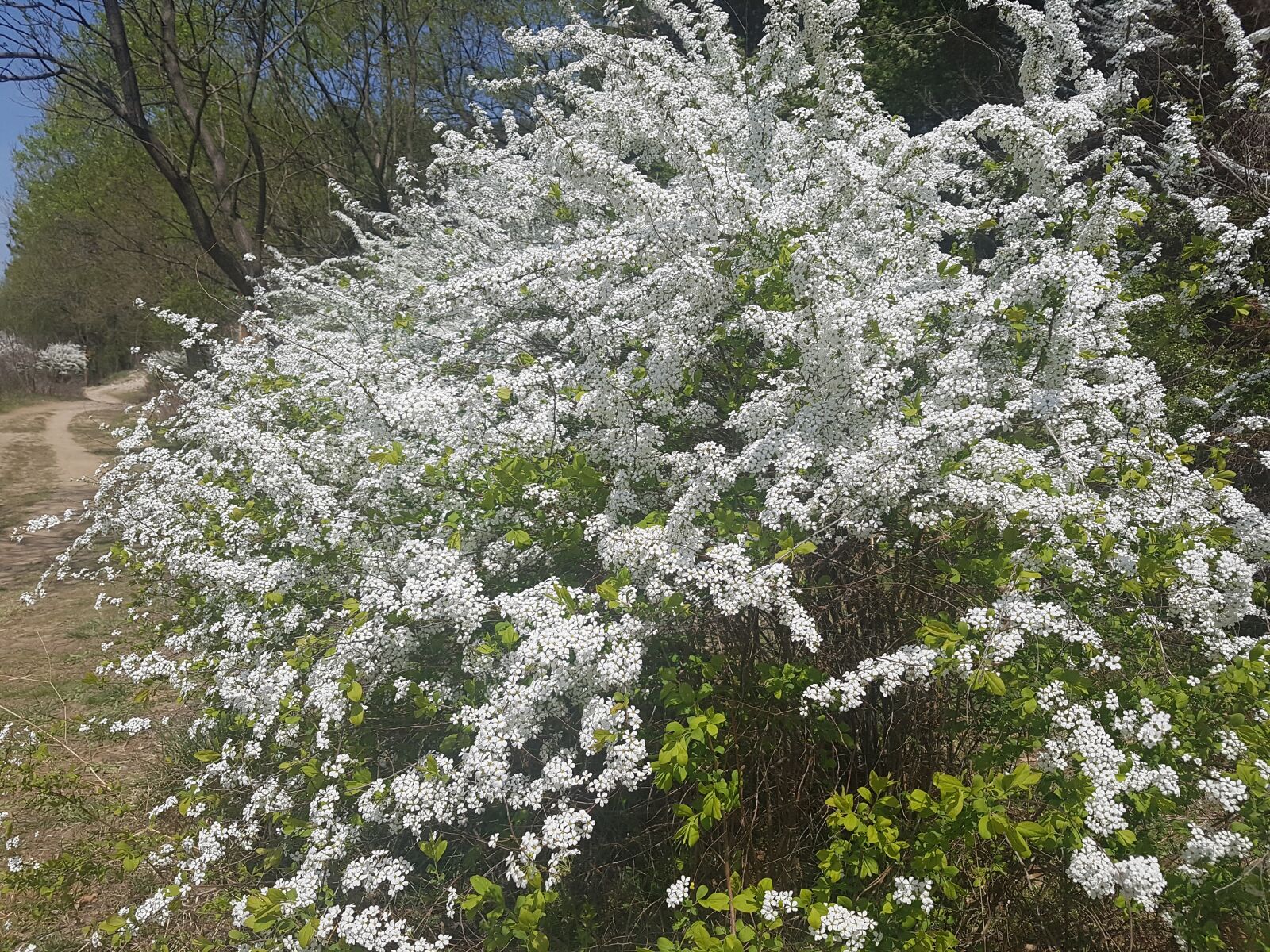 Samsung Galaxy S7 sample photo. Spring, white, light photography