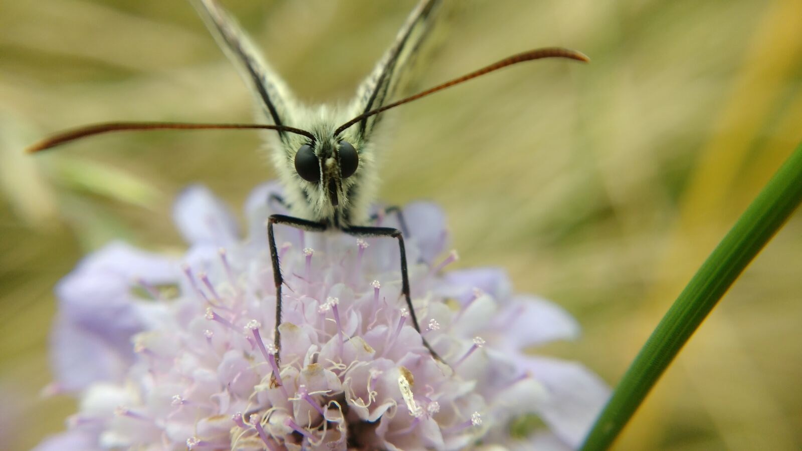 Motorola MotoG3 sample photo. Butterfly, macro, flower with photography