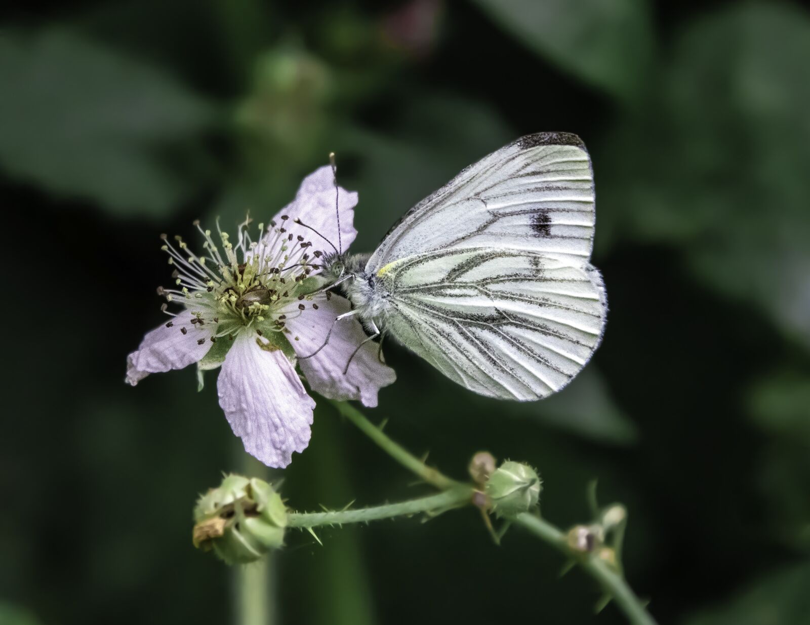 Sigma 100-400mm F5-6.3 DG OS HSM sample photo. Butterfly, green-veined-white, flower photography