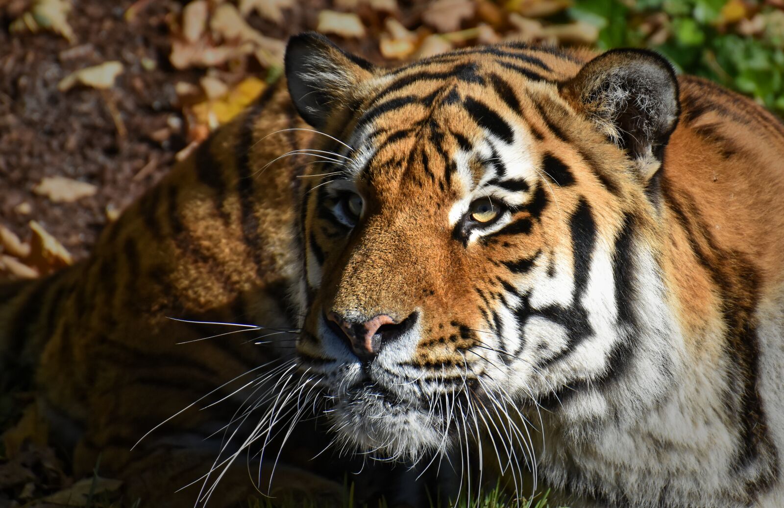 Nikon D7200 sample photo. Tiger, predator, fur photography