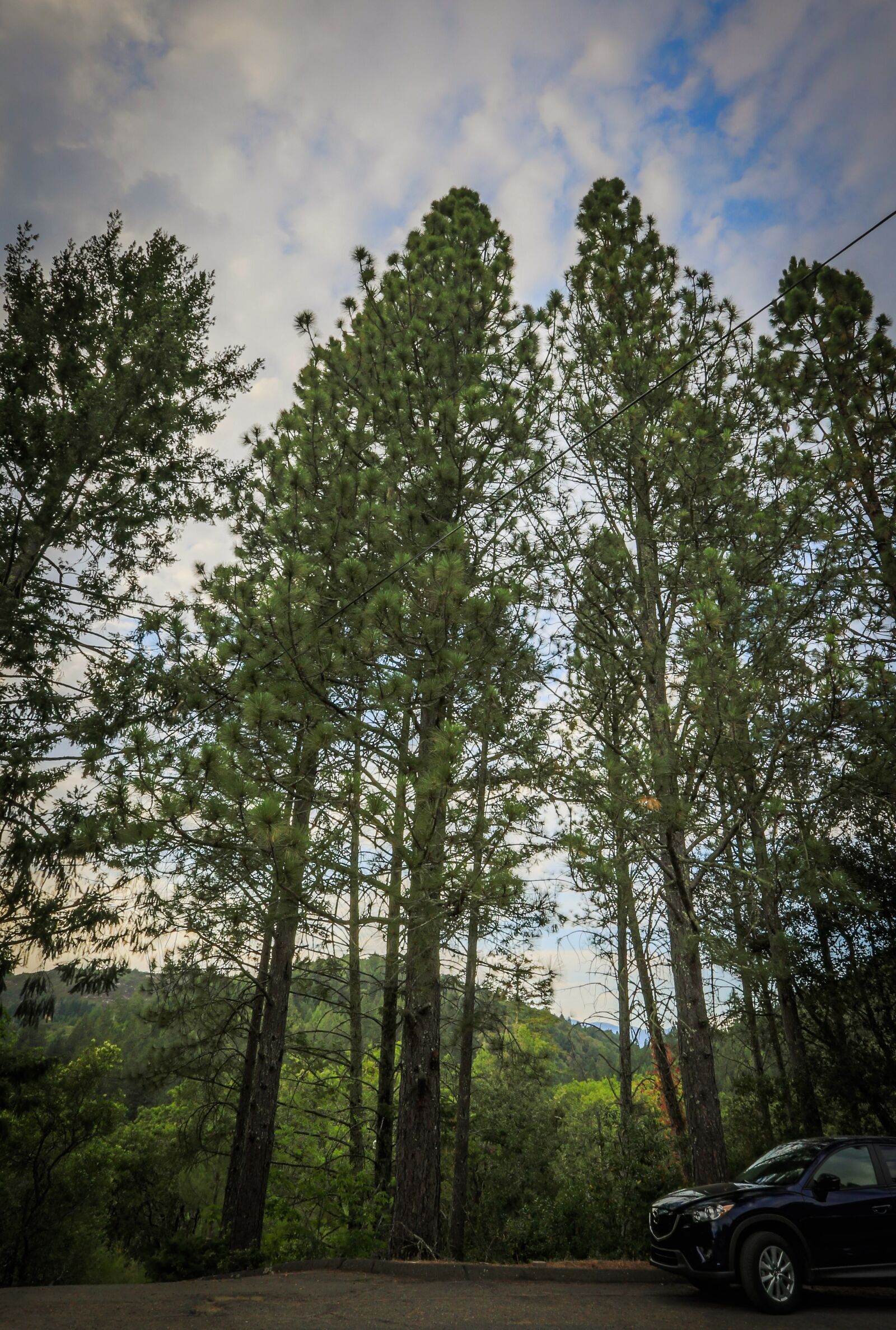 Canon EF 16-35mm F2.8L II USM sample photo. Trees, sky, clouds photography