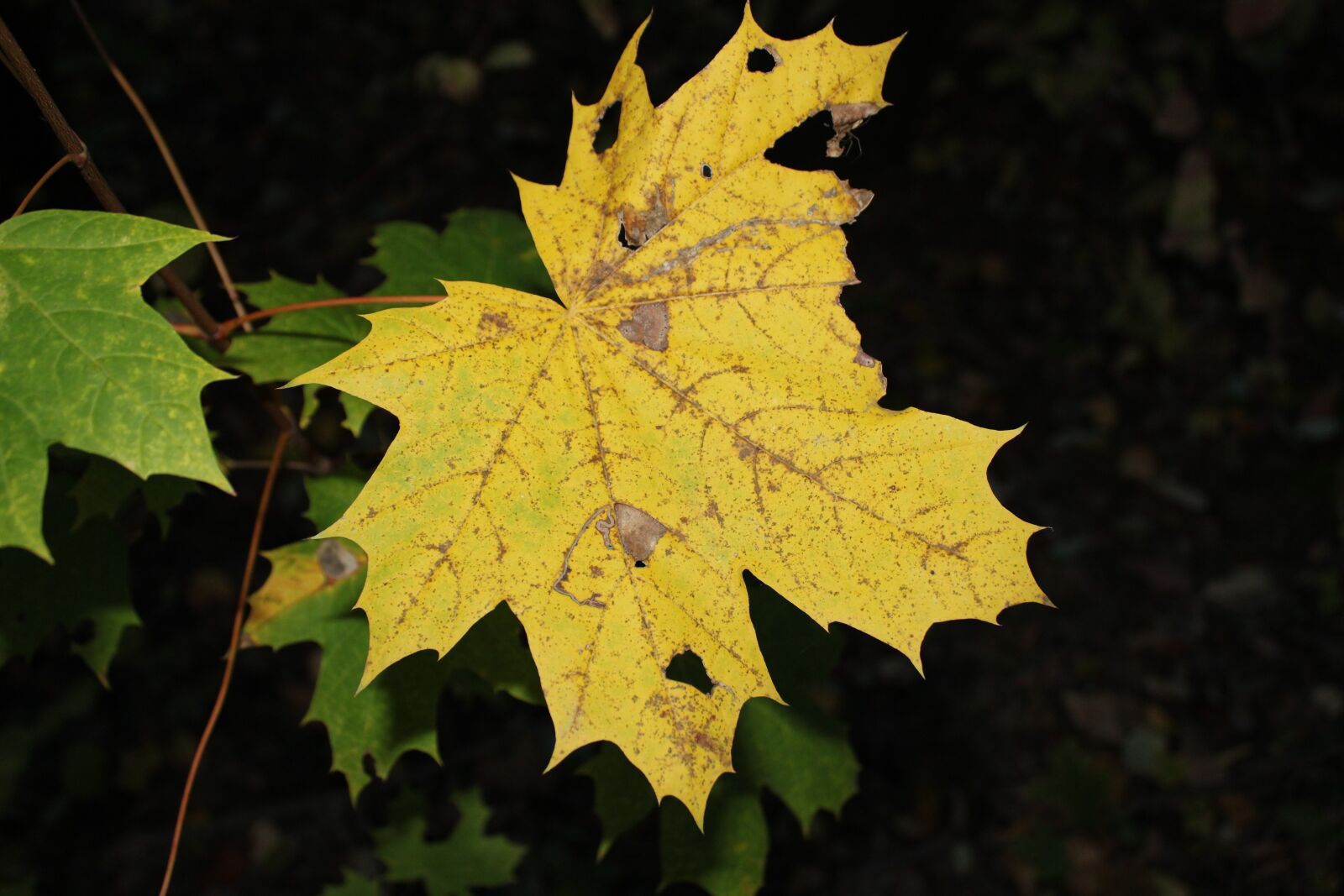 Canon EOS 2000D (EOS Rebel T7 / EOS Kiss X90 / EOS 1500D) sample photo. Leaf, autumn, forest photography
