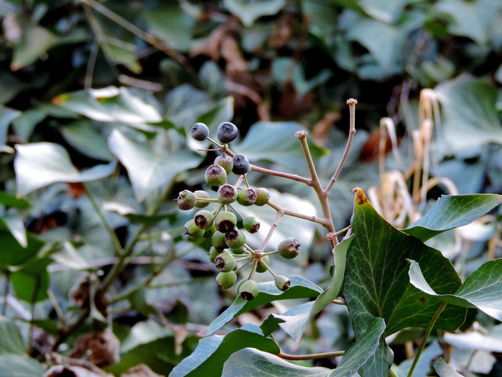 Nikon Coolpix P520 sample photo. Elderberry, garden, flora, plant photography