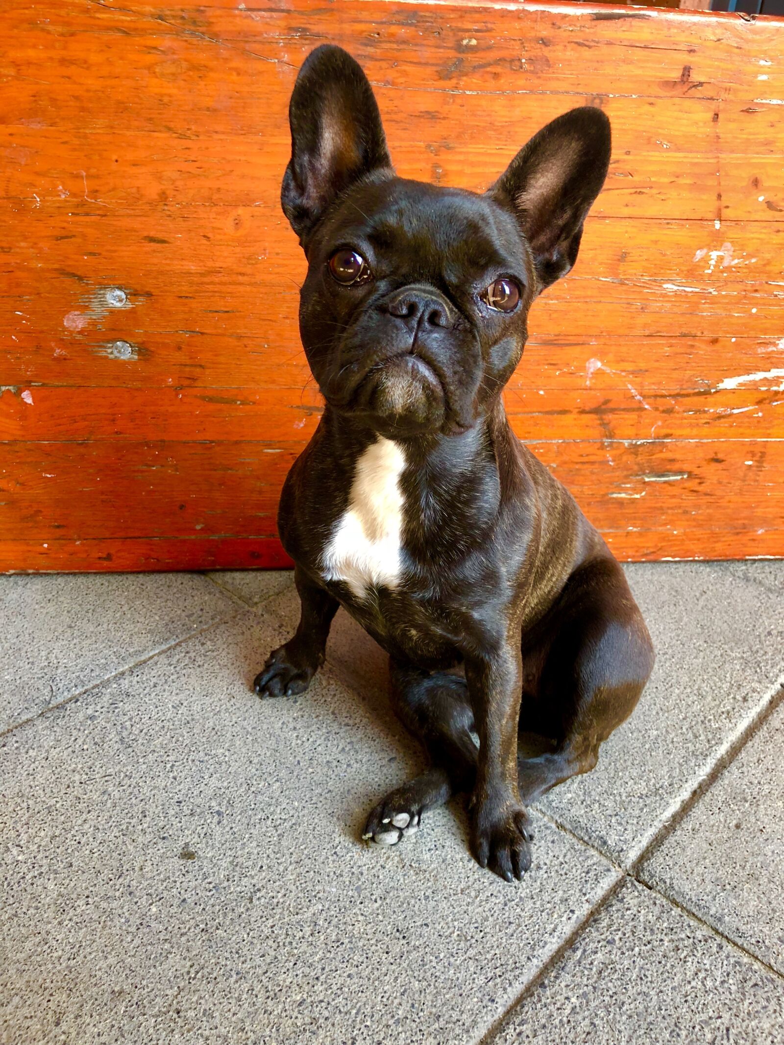 iPhone X back dual camera 4mm f/1.8 sample photo. Bulldog, dog, pet photography