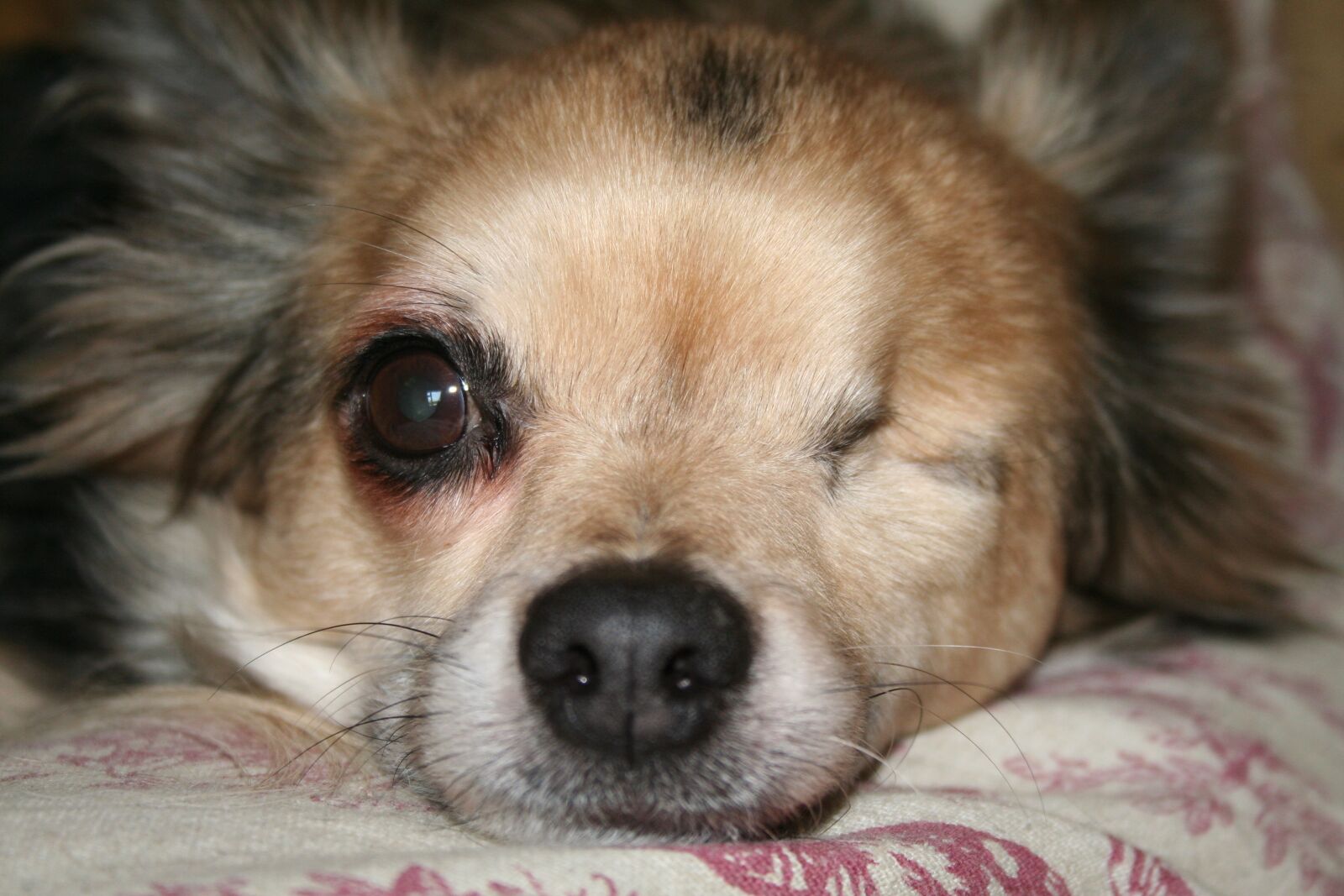 Canon EOS 350D (EOS Digital Rebel XT / EOS Kiss Digital N) sample photo. Chihuahua, dog, animal photography