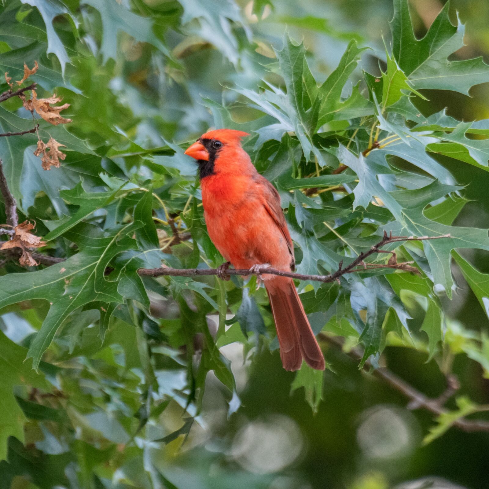 Nikon D850 sample photo. Cardinal, red cardinal, northern photography