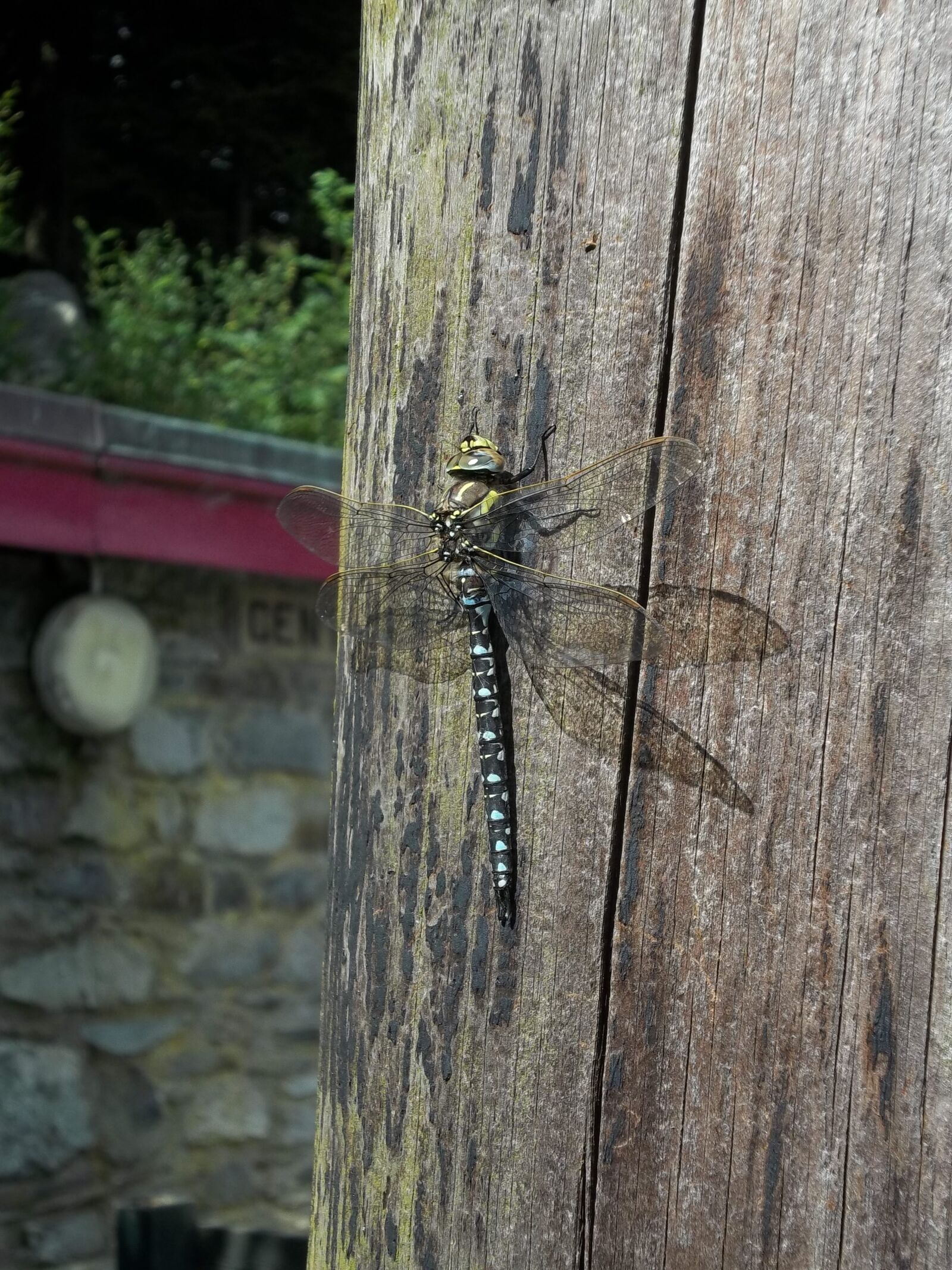 Kodak EASYSHARE CAMERA, M522 sample photo. Dragon fly, insect, summer photography