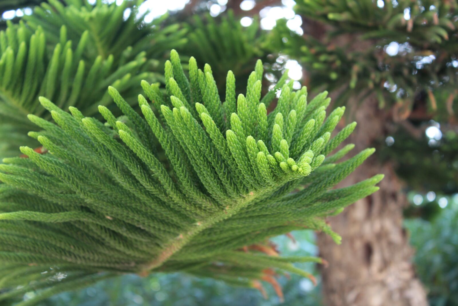 Canon EOS 1200D (EOS Rebel T5 / EOS Kiss X70 / EOS Hi) sample photo. Tree in greece, spruce photography