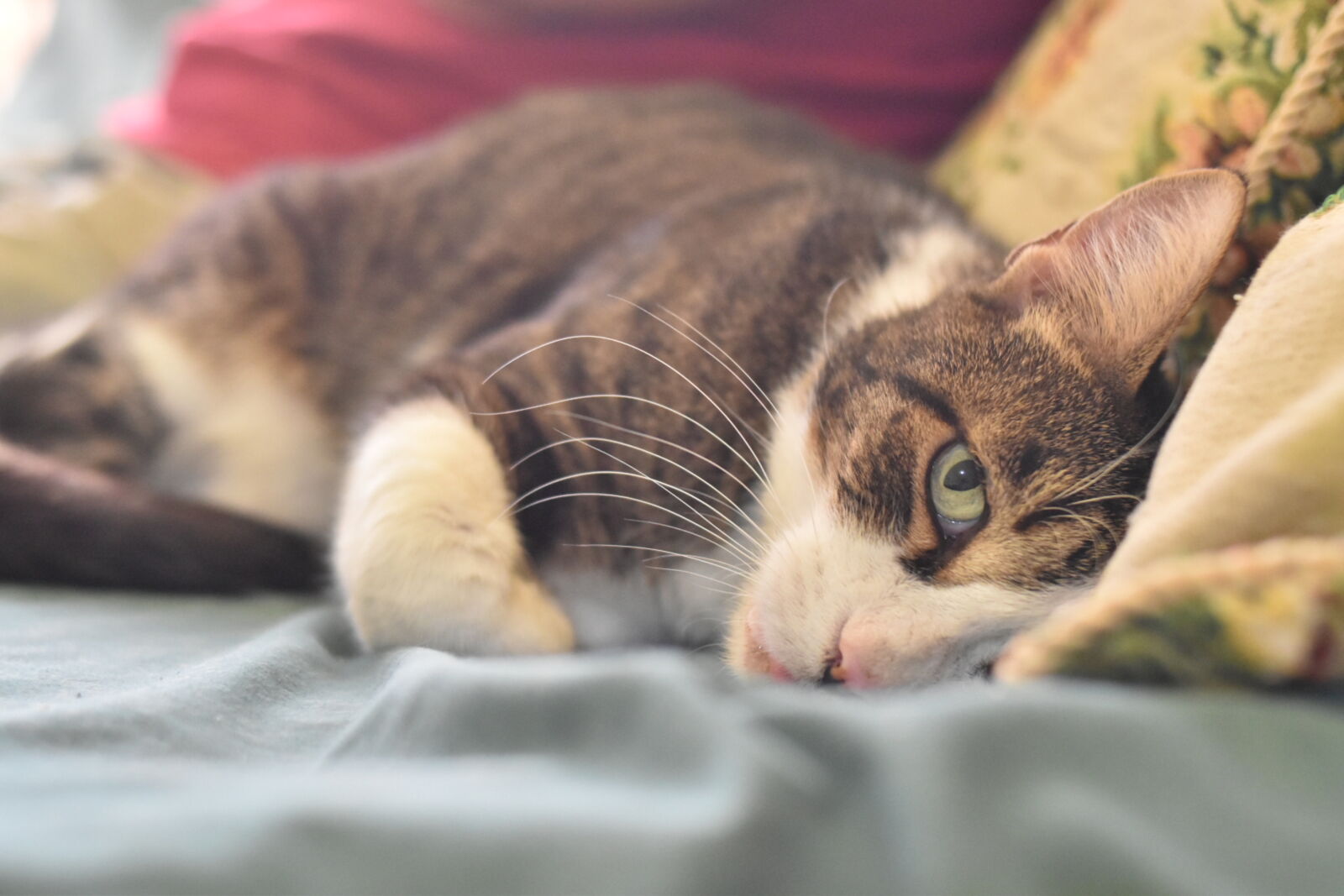 Nikon D5600 sample photo