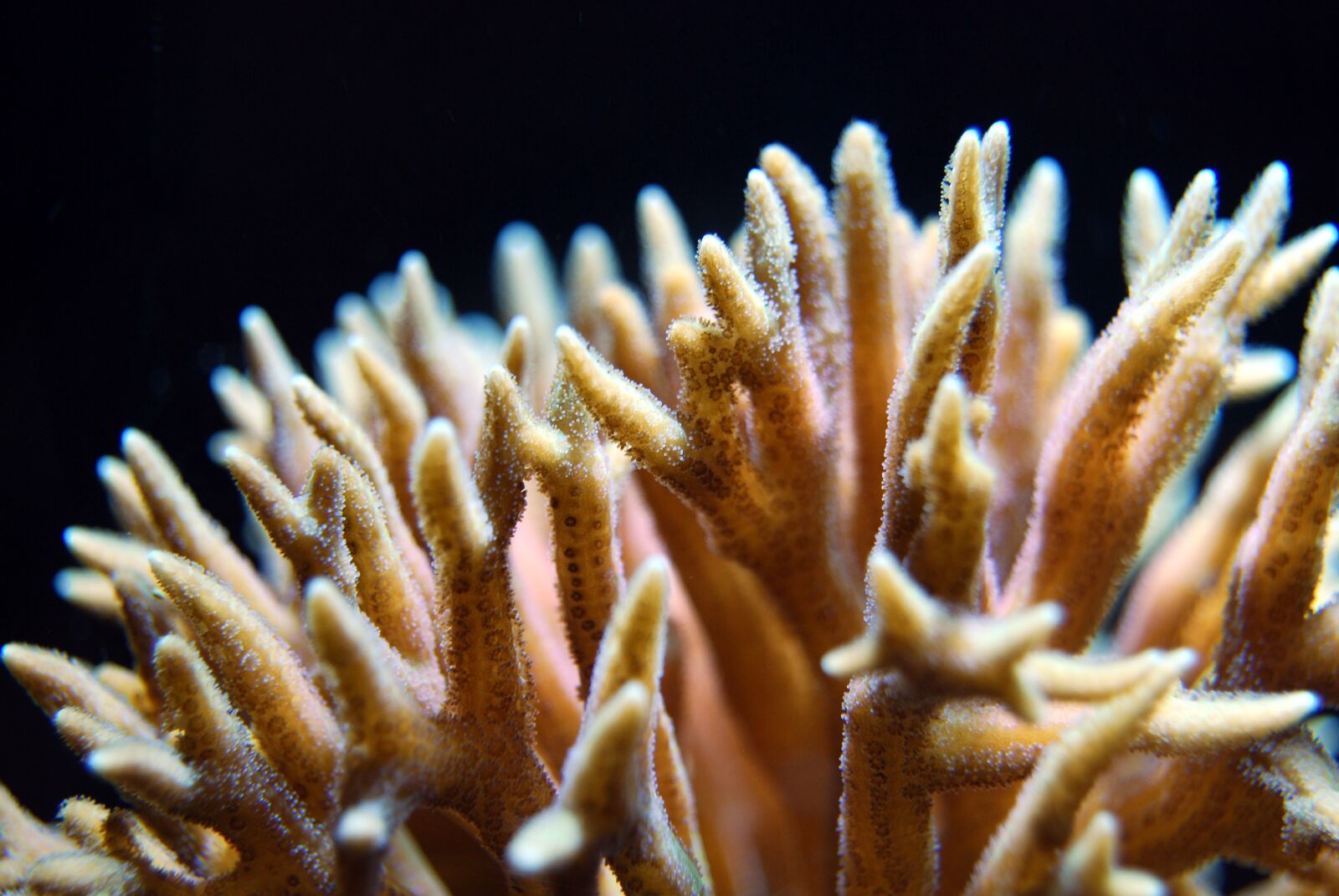 Nikon D40X sample photo. Coral, polyp, reef photography