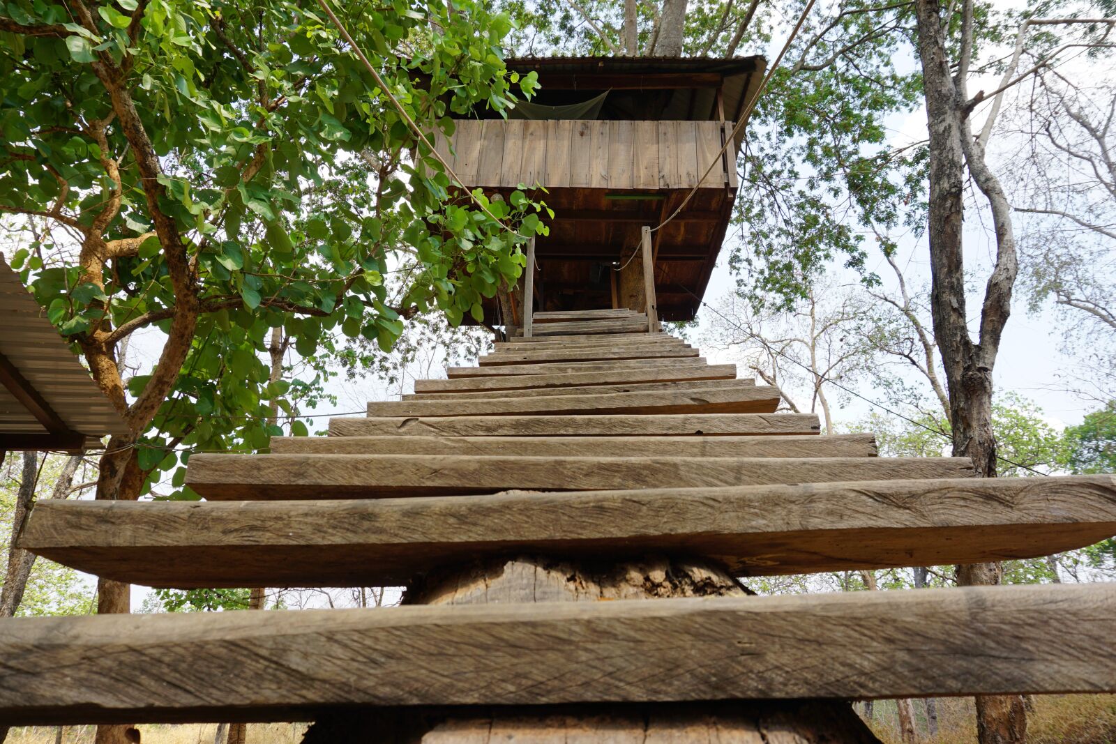 Sony a5100 + Sony E 16-50mm F3.5-5.6 PZ OSS sample photo. Stairs, treehouse, rainforest photography