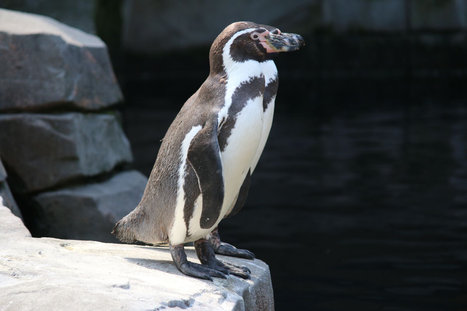 Canon EF-S 55-250mm F4-5.6 IS sample photo. Penguins, penguine, twins photography