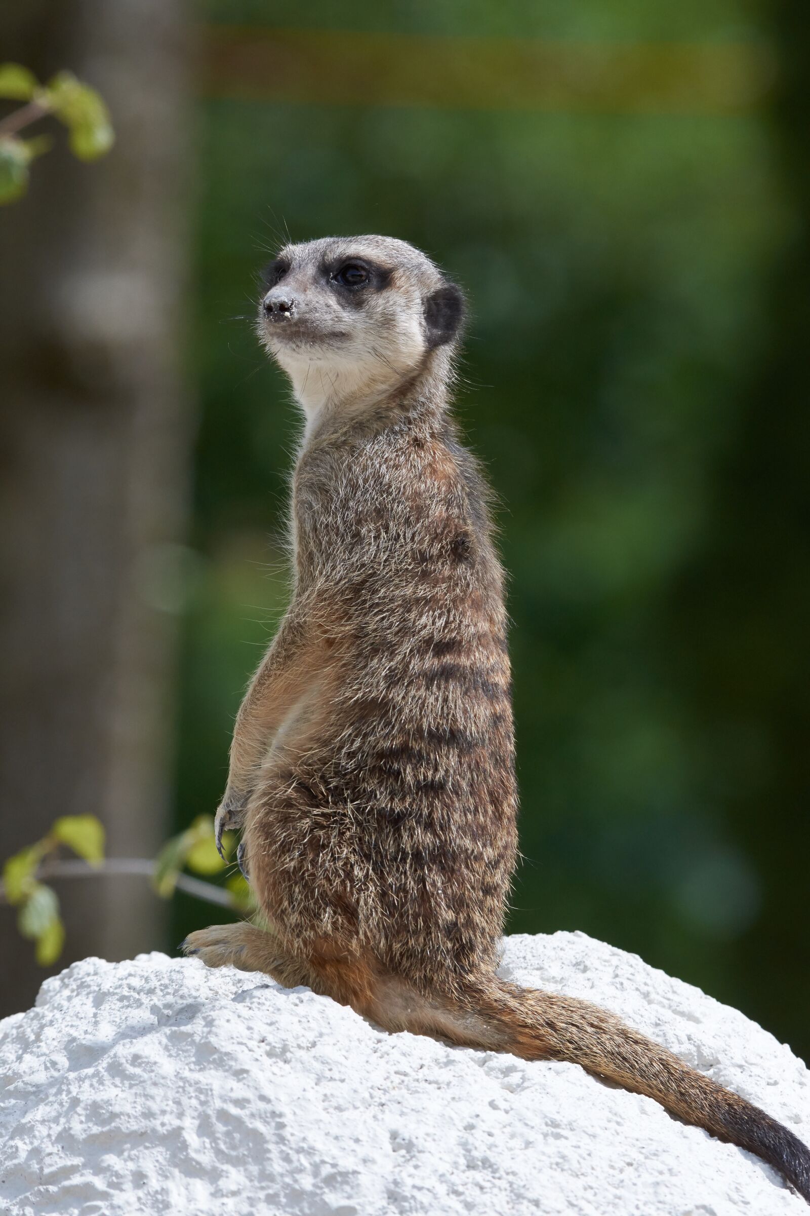 Nikon AF-S Nikkor 200-500mm F5.6E ED VR sample photo. Meerkat, guard, cute photography