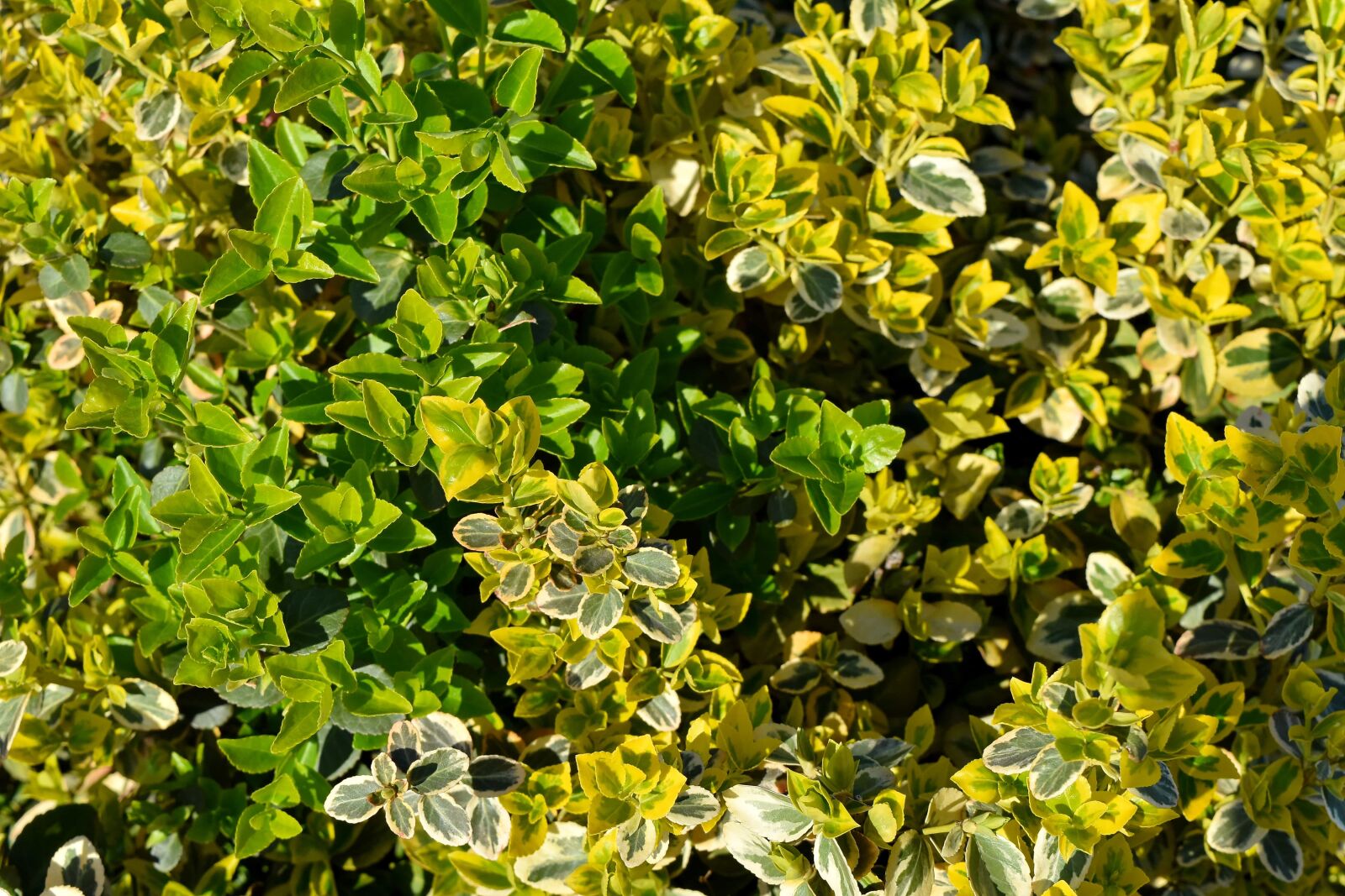 Nikon D5500 sample photo. Shrub, spring time, nature photography