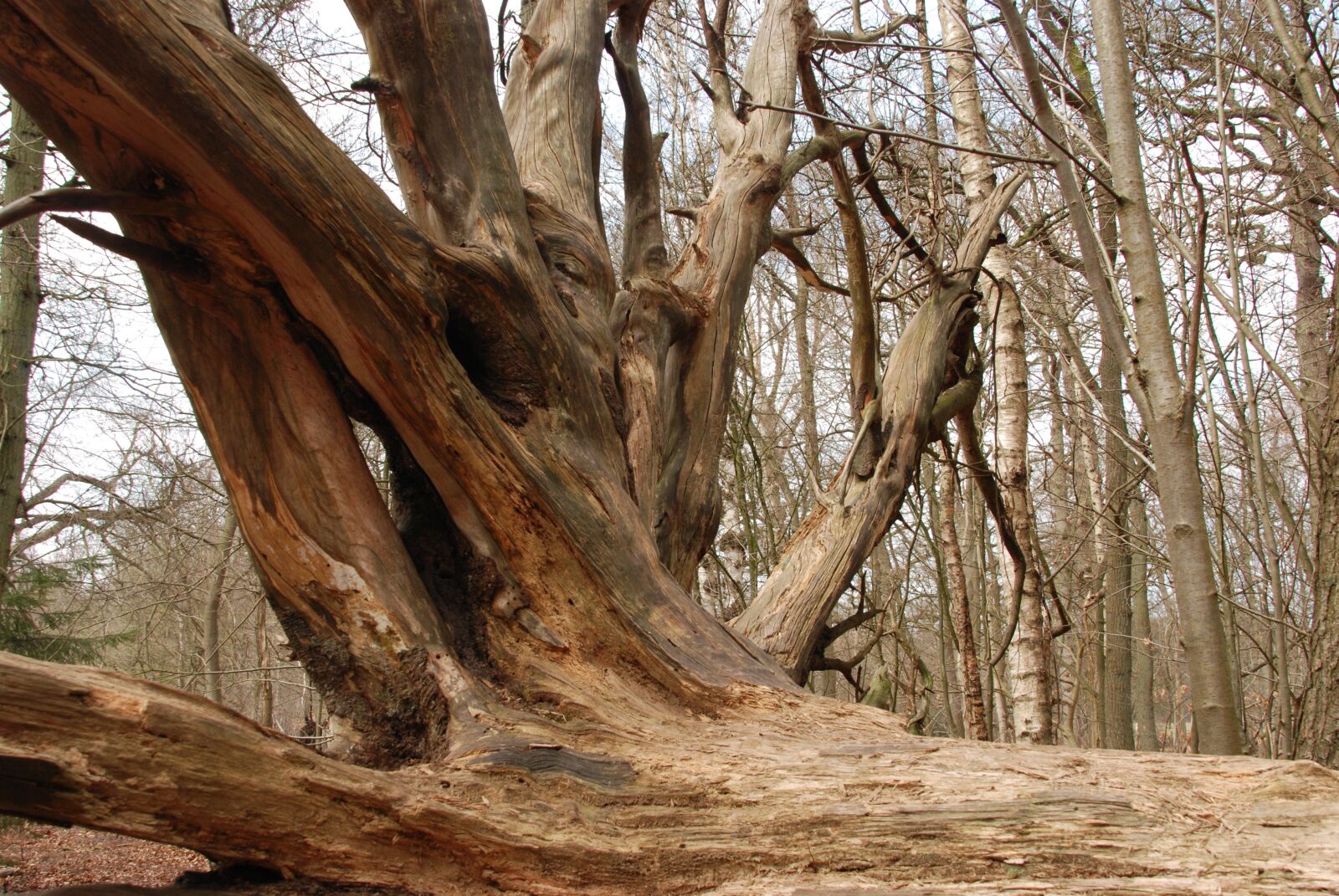 Nikon D80 sample photo. Tree, root, bald photography